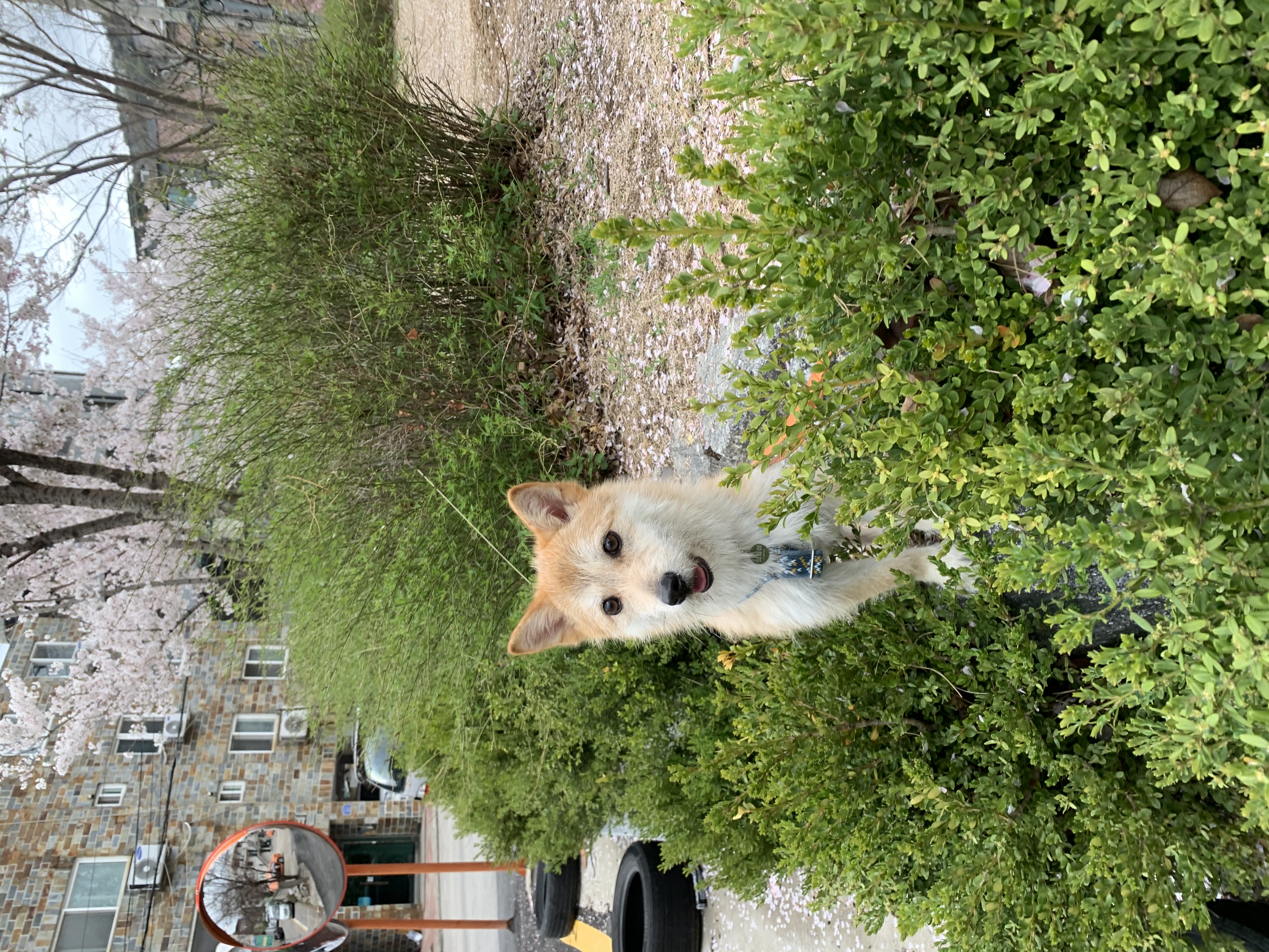 보들이(순애) 3개월 차 이야기♥