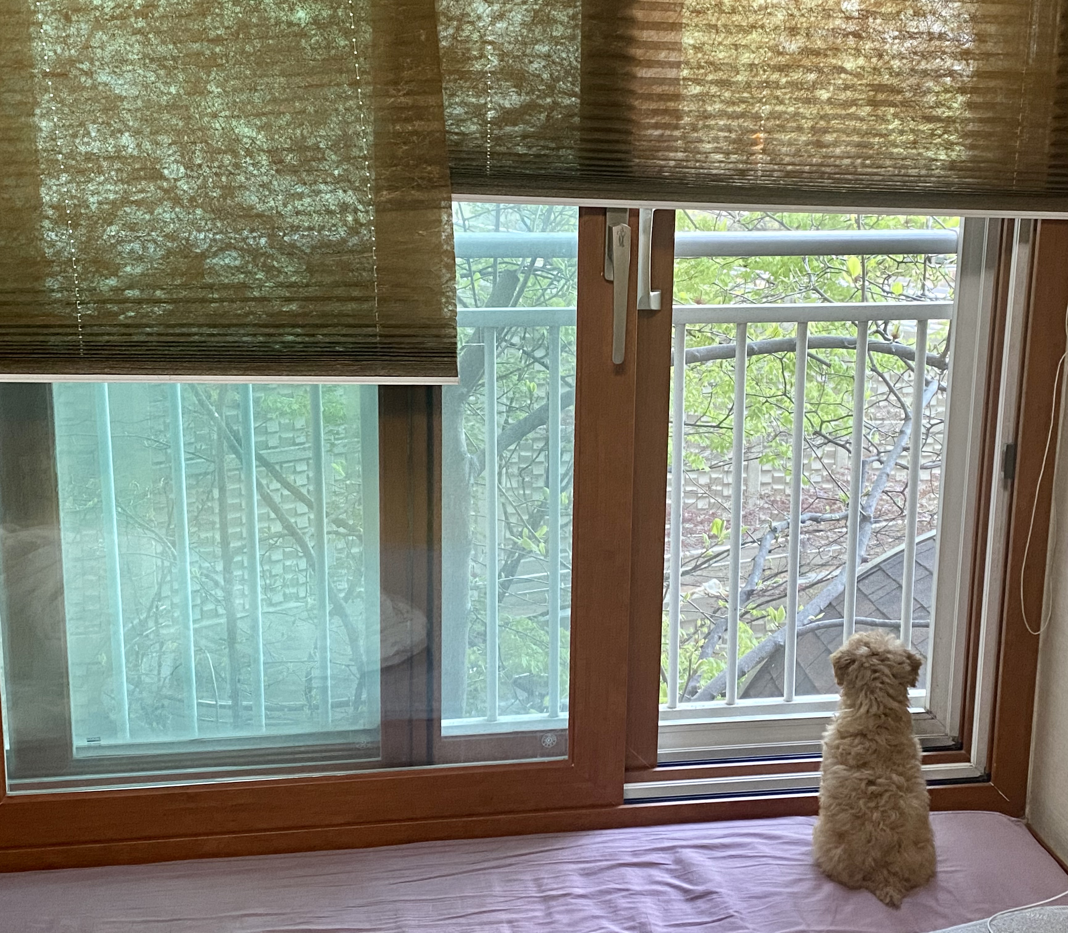 랑이 (곤지암 해사) 한달차