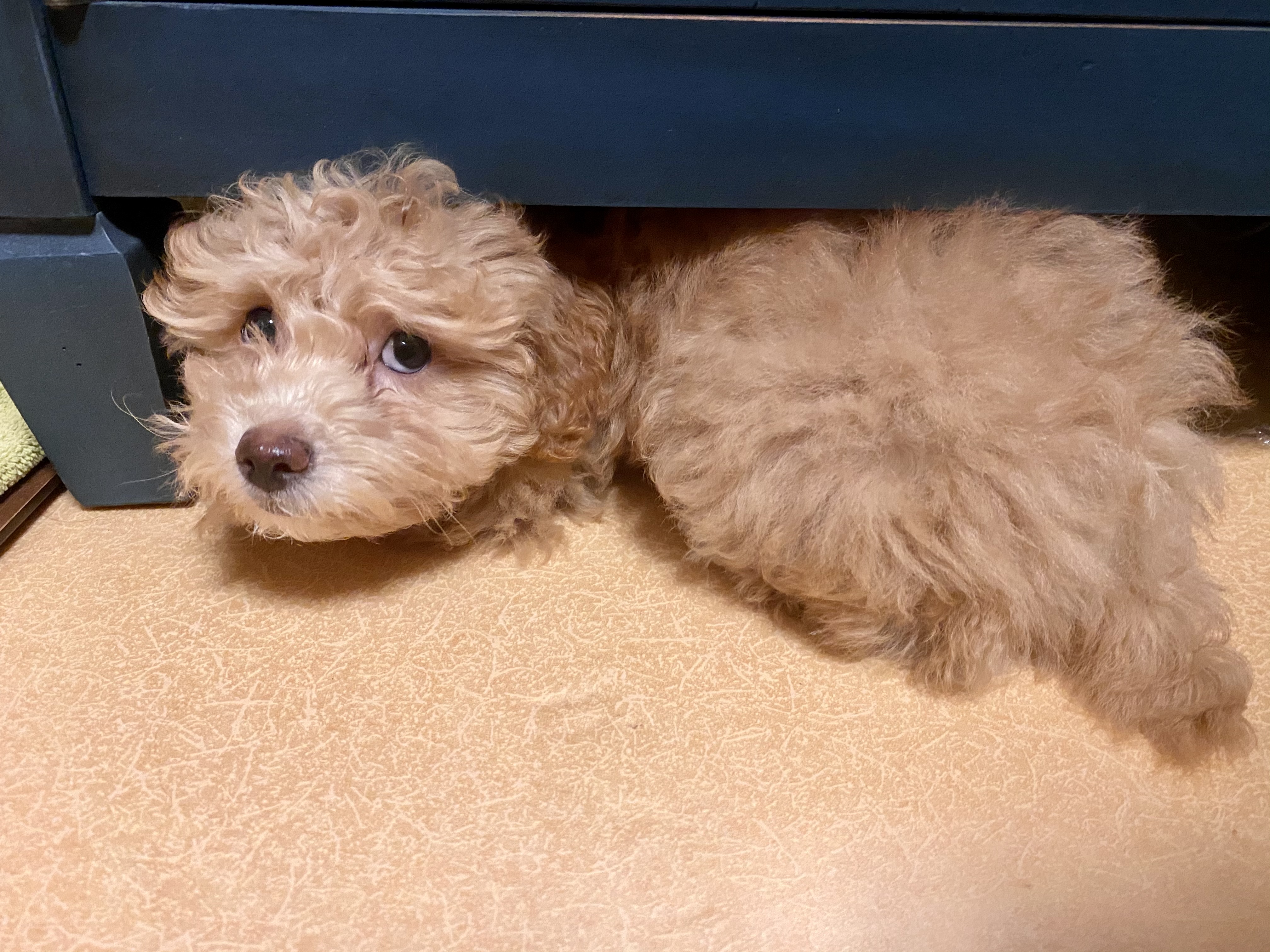 랑이 (곤지암 해사) 한달차