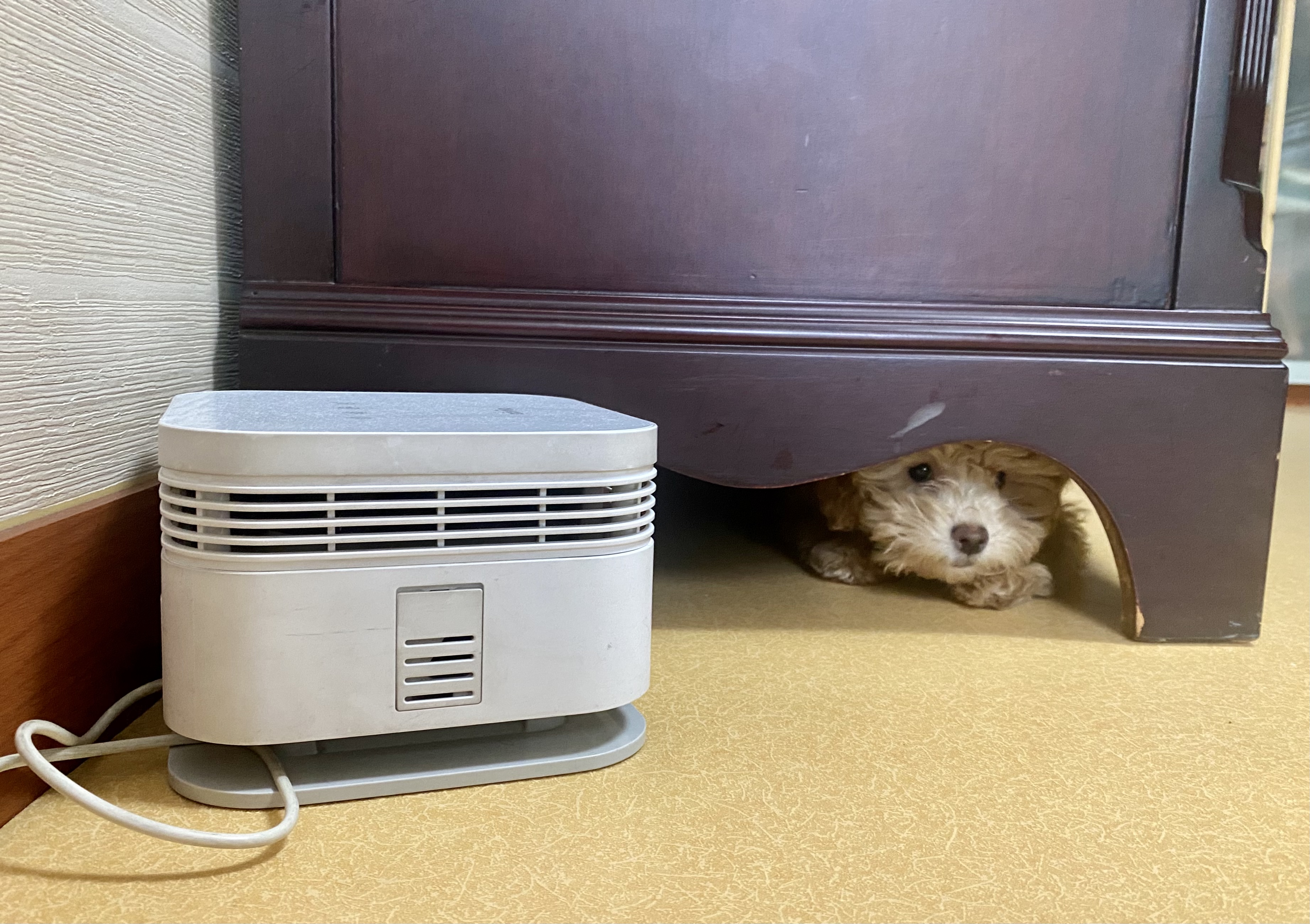 랑이 (곤지암 해사) 한달차