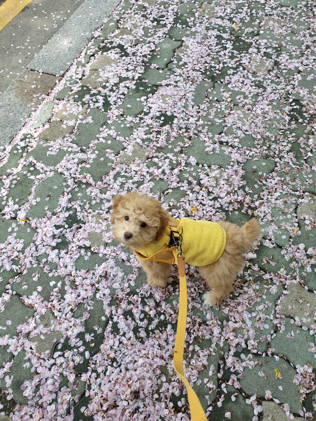 랑이 (곤지암 해사) 한달차