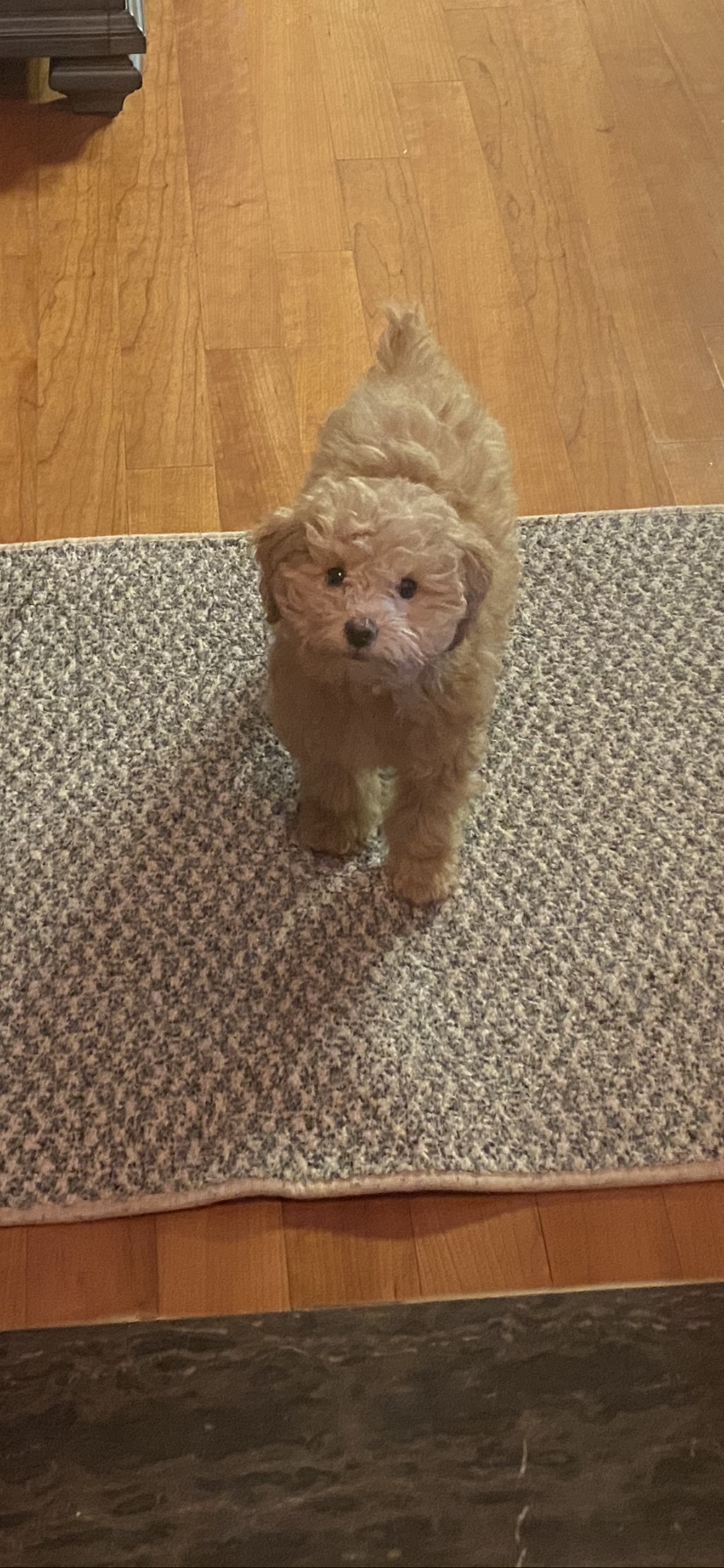 랑이 (곤지암 해사) 한달차