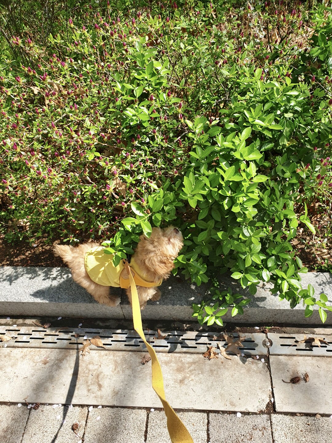 랑이 (곤지암 해사) 한달차