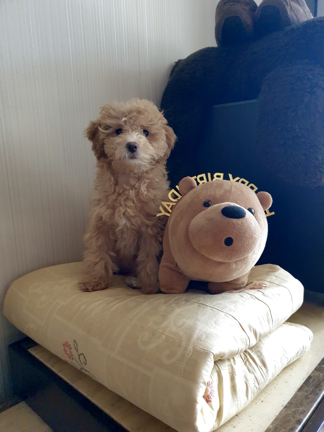 랑이 (곤지암 해사) 한달차