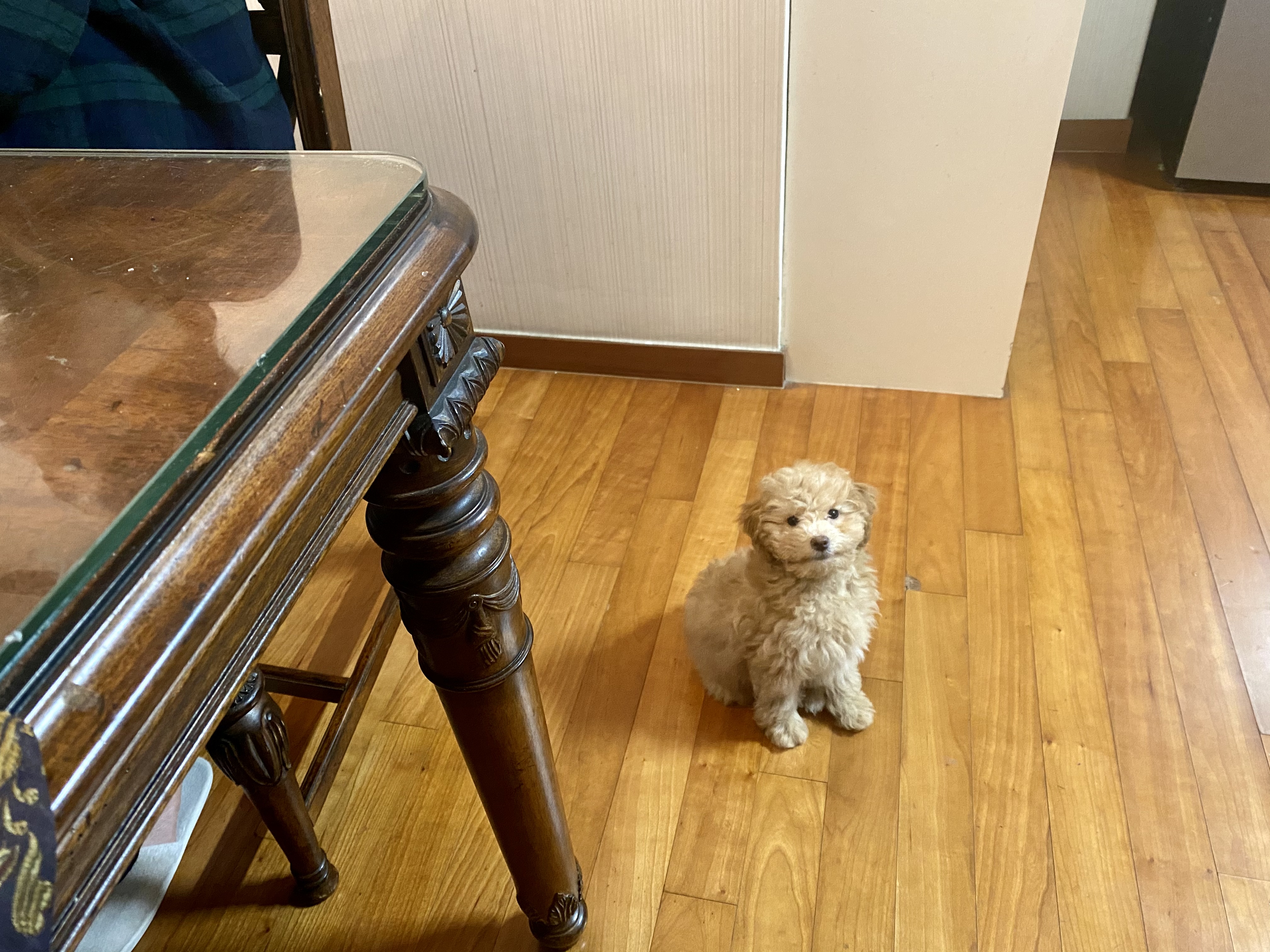 랑이 (곤지암 해사) 한달차