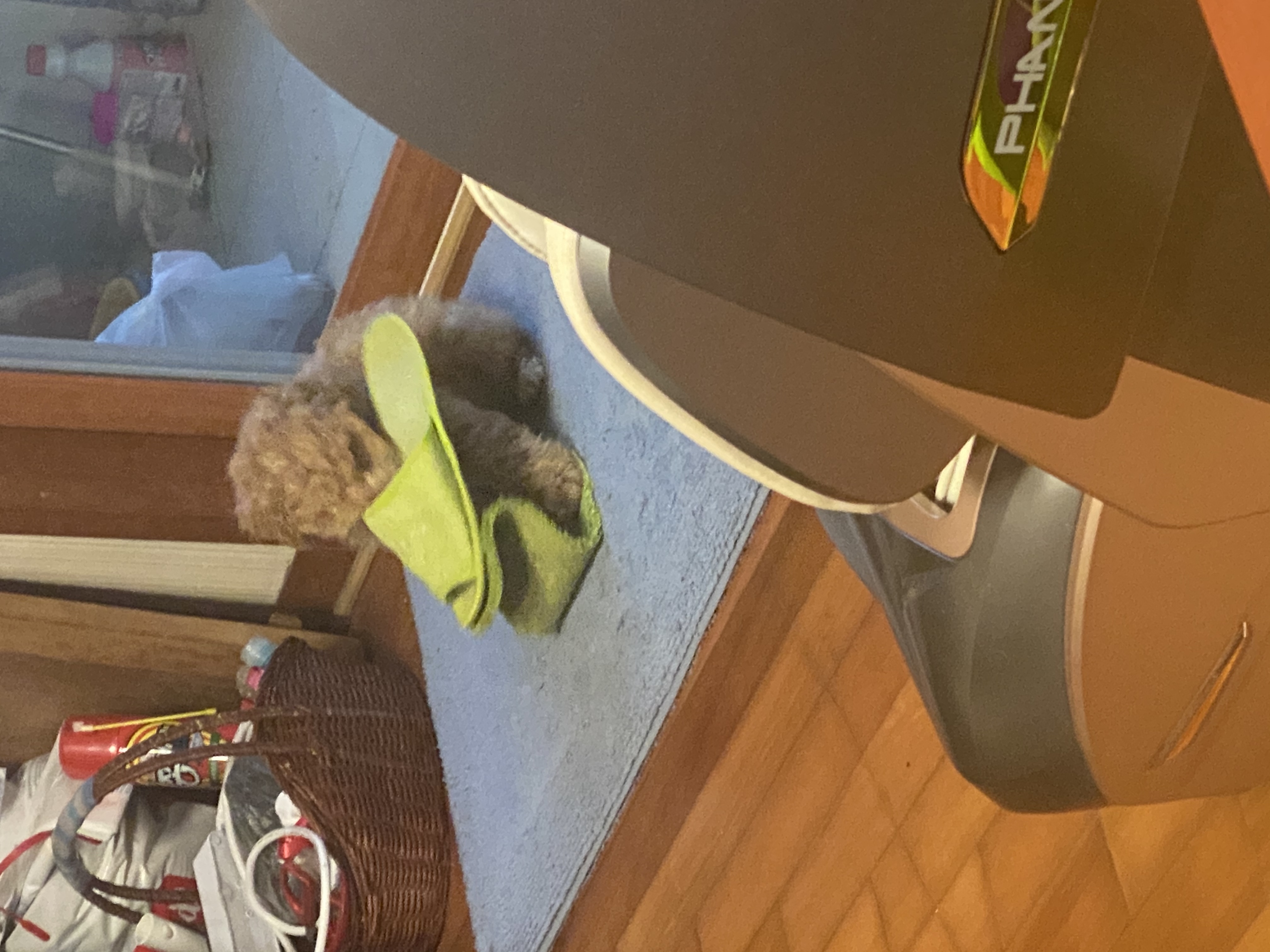 랑이 (곤지암 해사) 한달차