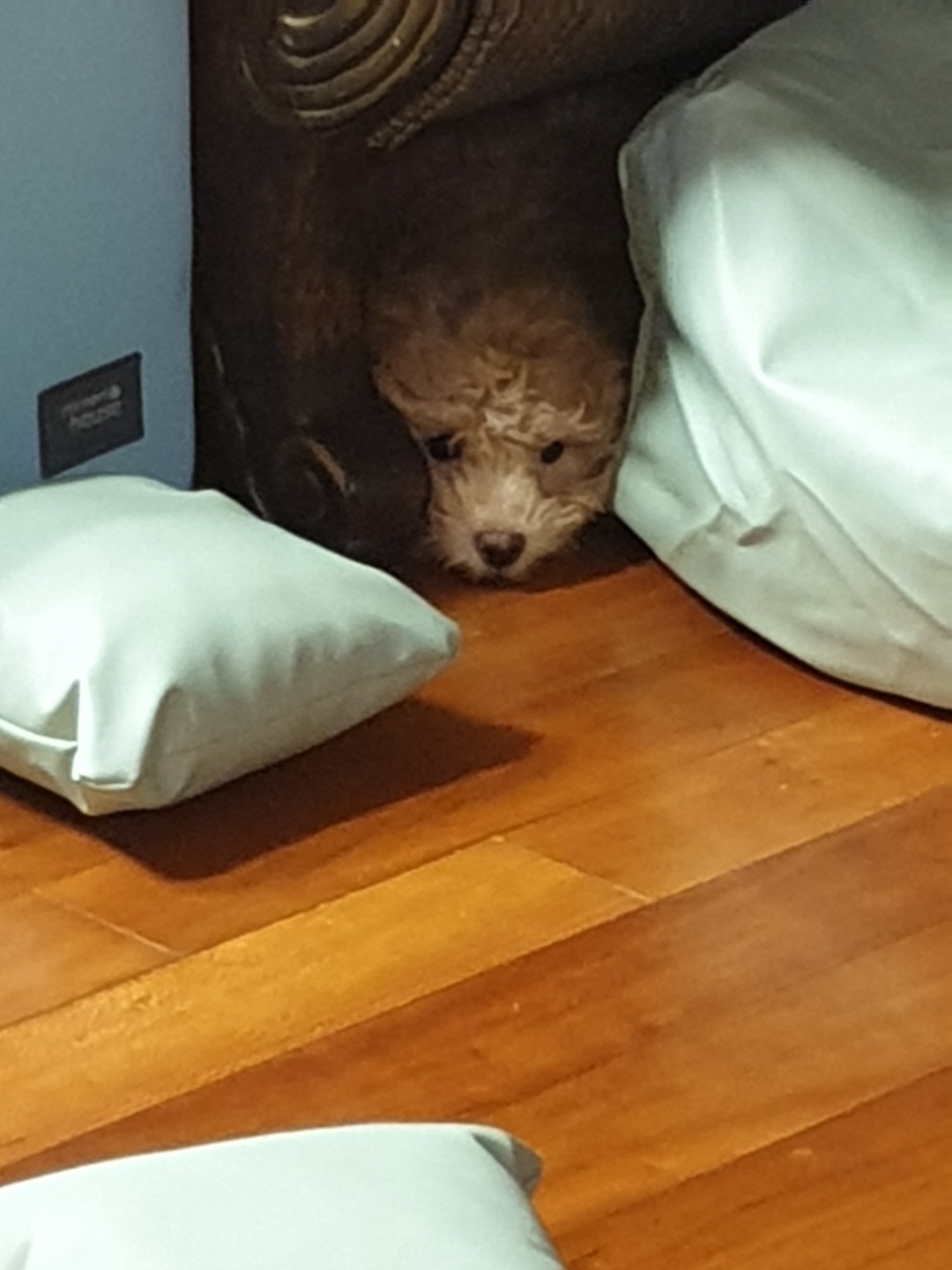 랑이 (곤지암 해사) 한달차