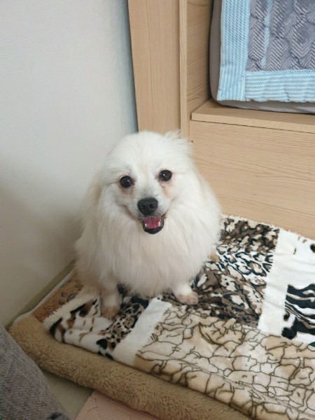 오뜨(두부) 일주일 차 후기