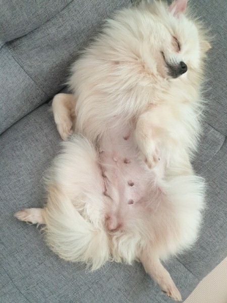 오뜨(두부) 일주일 차 후기