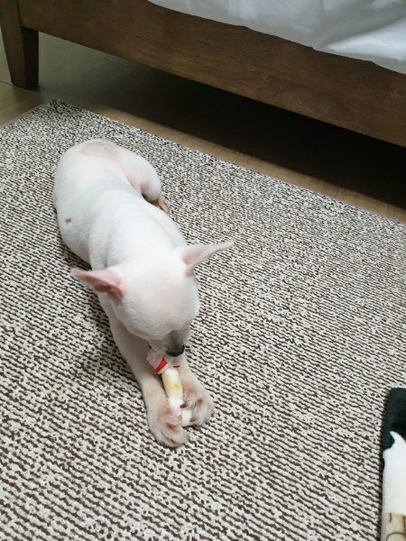 오뜨(두부) 일주일 차 후기