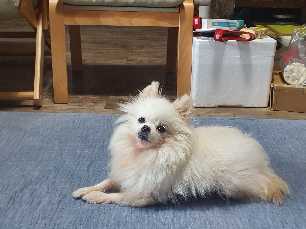 곤지암10번 (꽃님이)  곤지암41번(모모)  잘적응하고 있어요^^