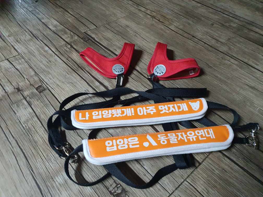 곤지암10번 (꽃님이)  곤지암41번(모모)  잘적응하고 있어요^^