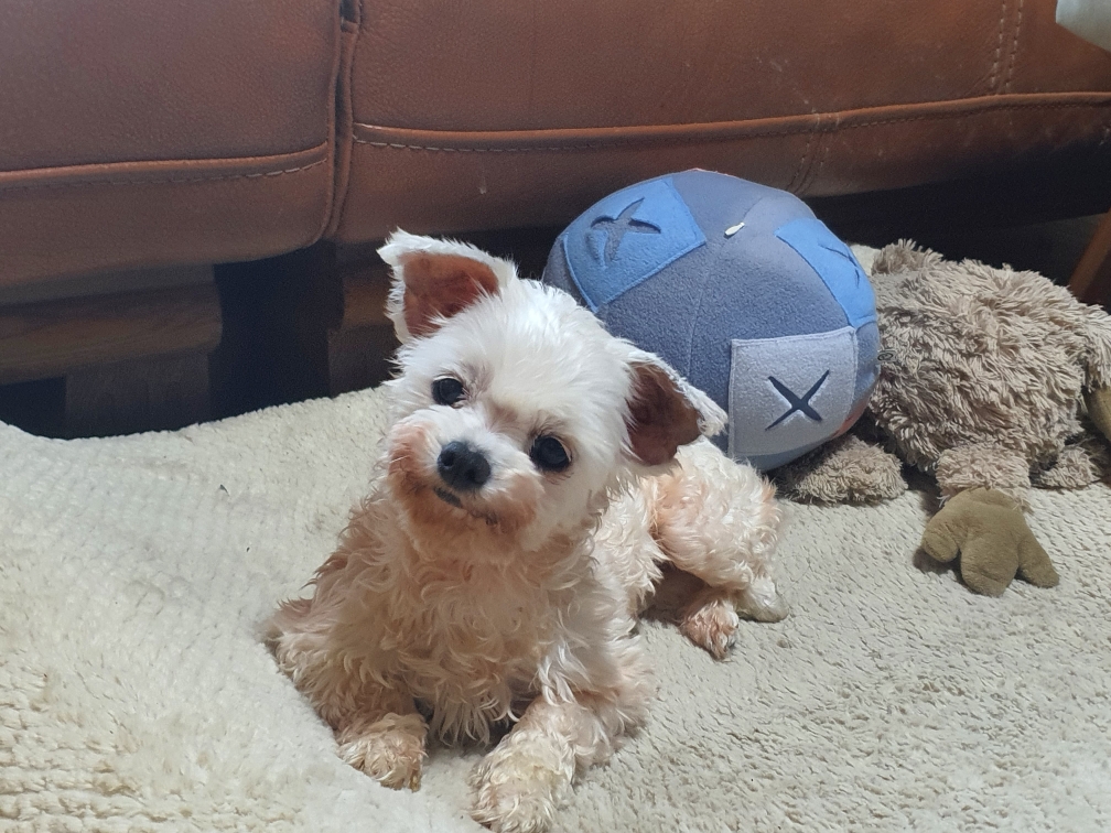 곤지암10번 (꽃님이)  곤지암41번(모모)  잘적응하고 있어요^^