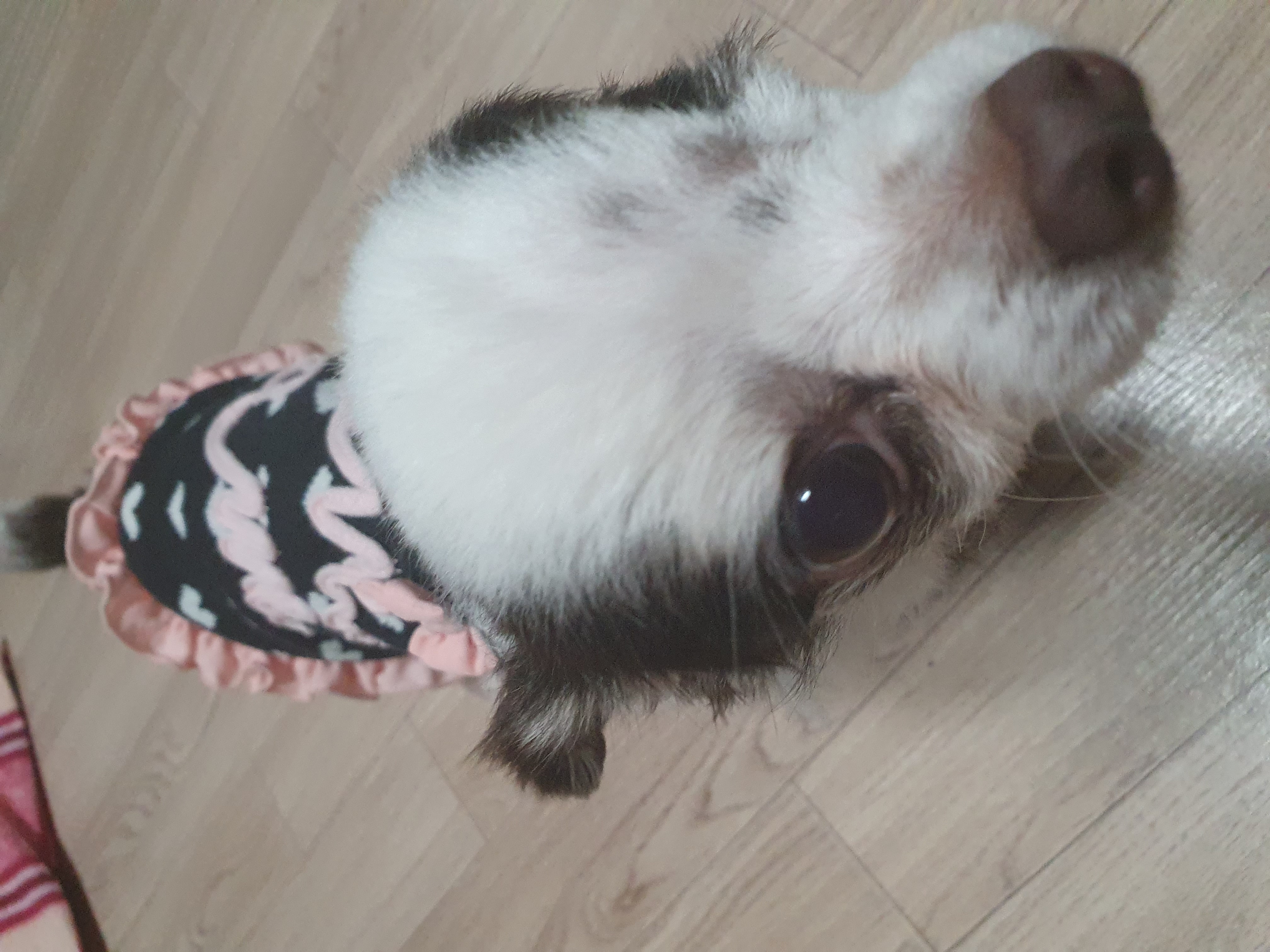 곤지암 산이(히치) 입양후 이야기