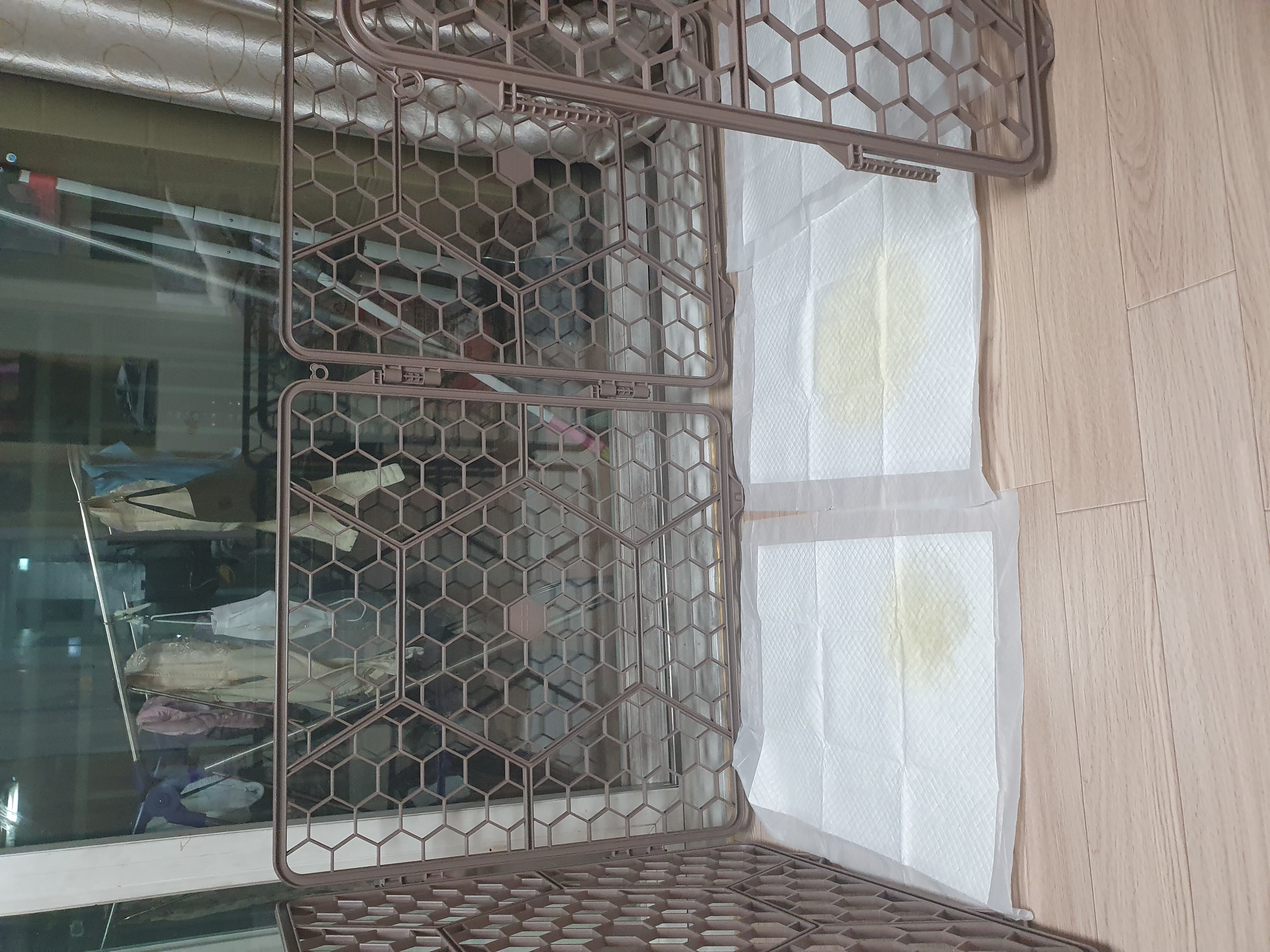 곤지암 산이(히치) 입양후 이야기