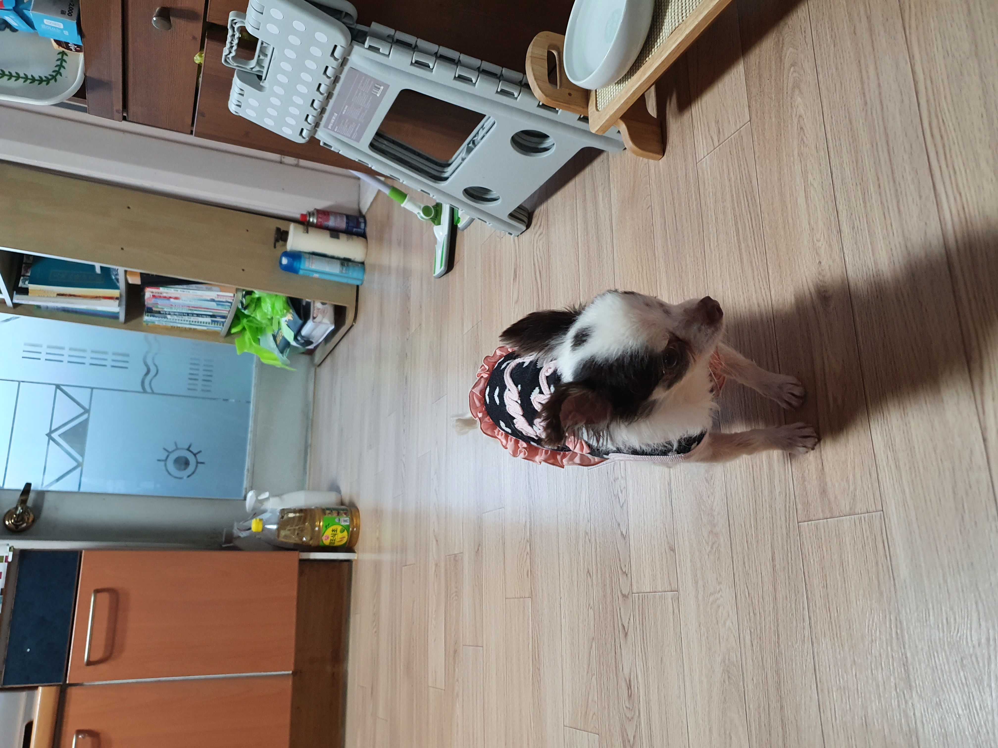 곤지암 산이(히치) 입양후 이야기