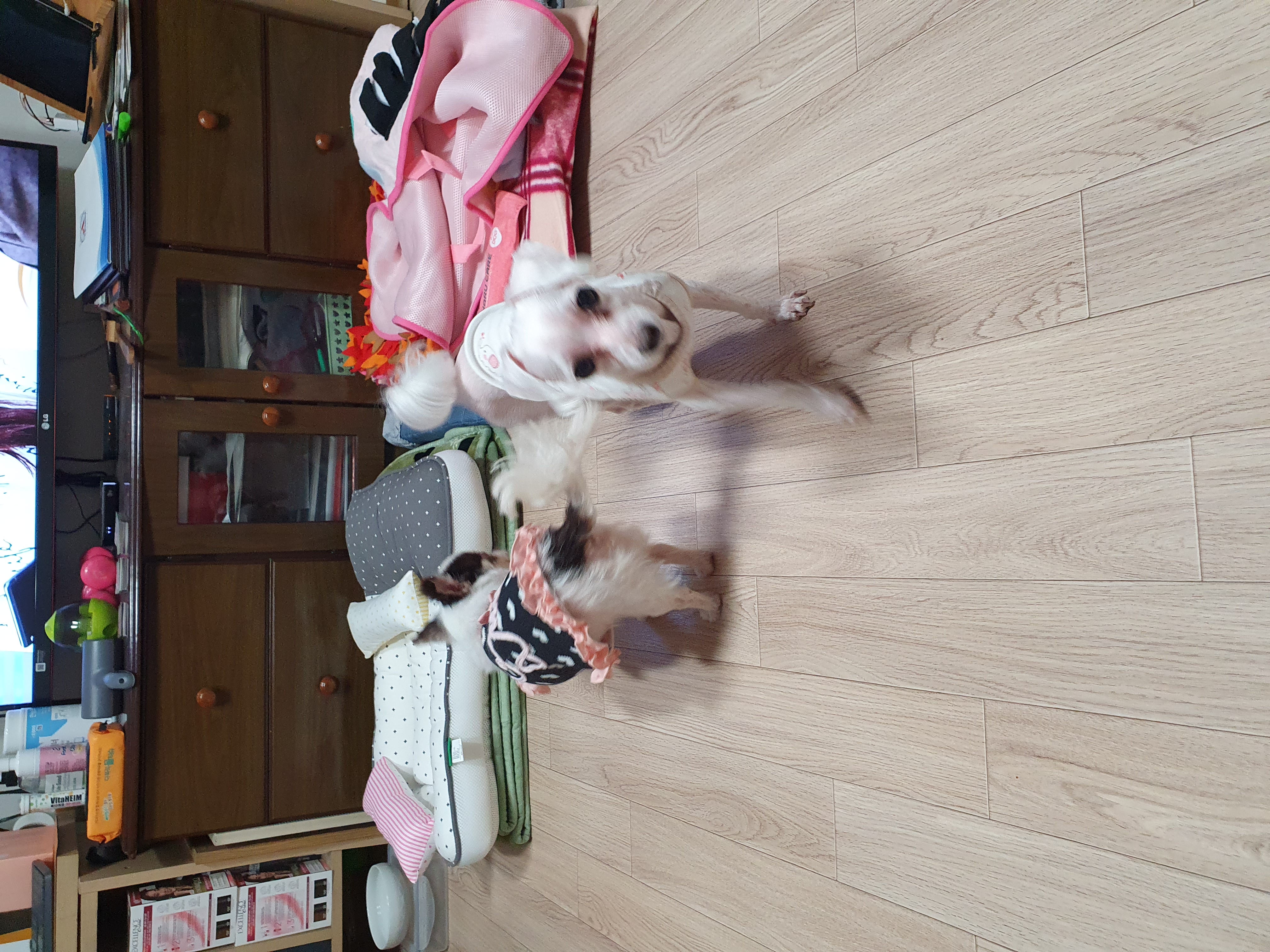 곤지암 산이(히치) 입양후 이야기