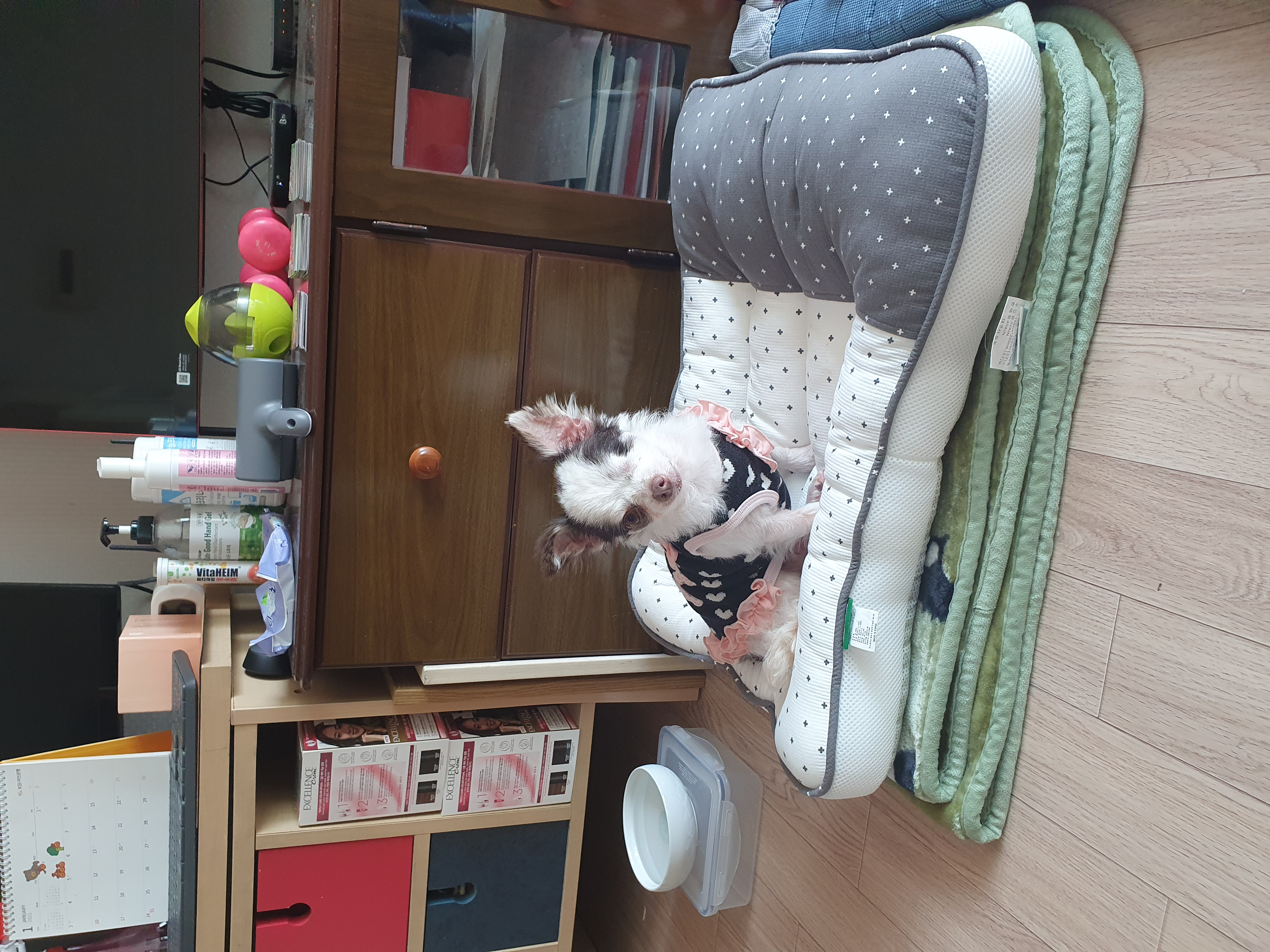 곤지암 산이(히치) 입양후 이야기