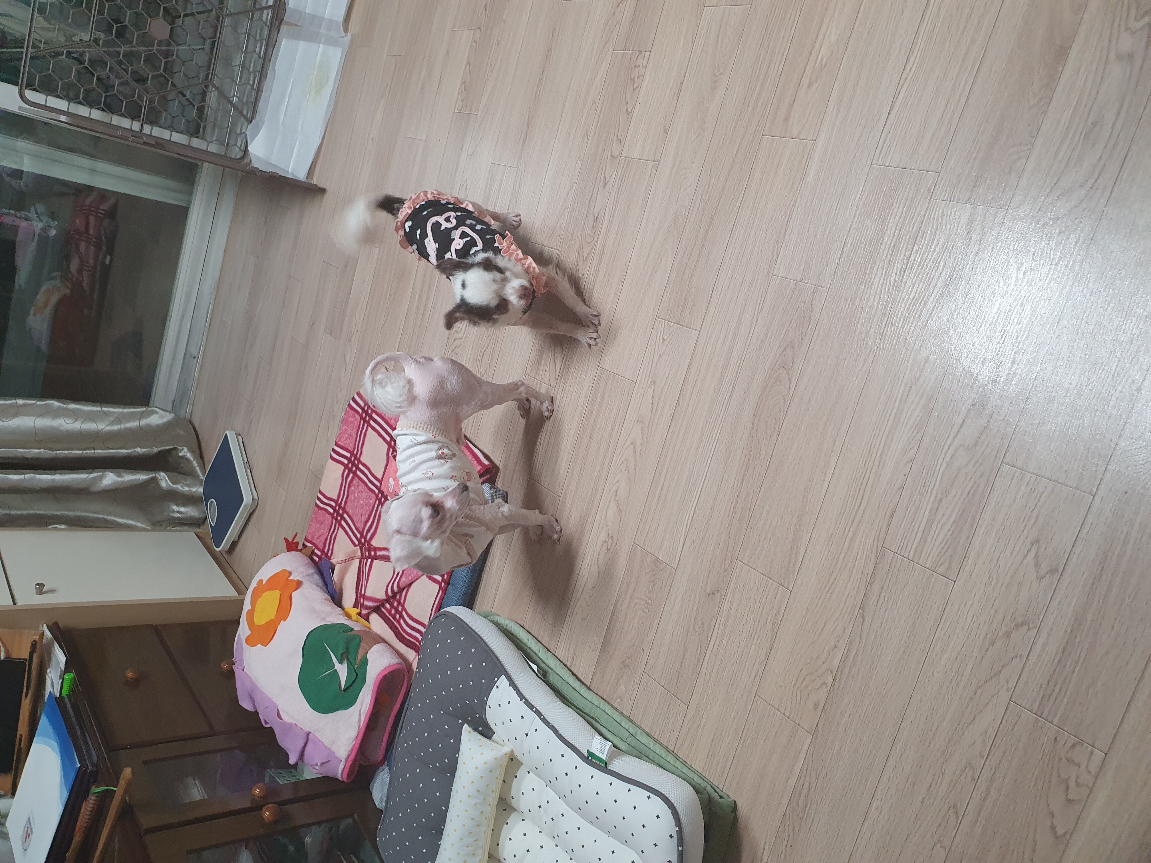 곤지암 산이(히치) 입양후 이야기