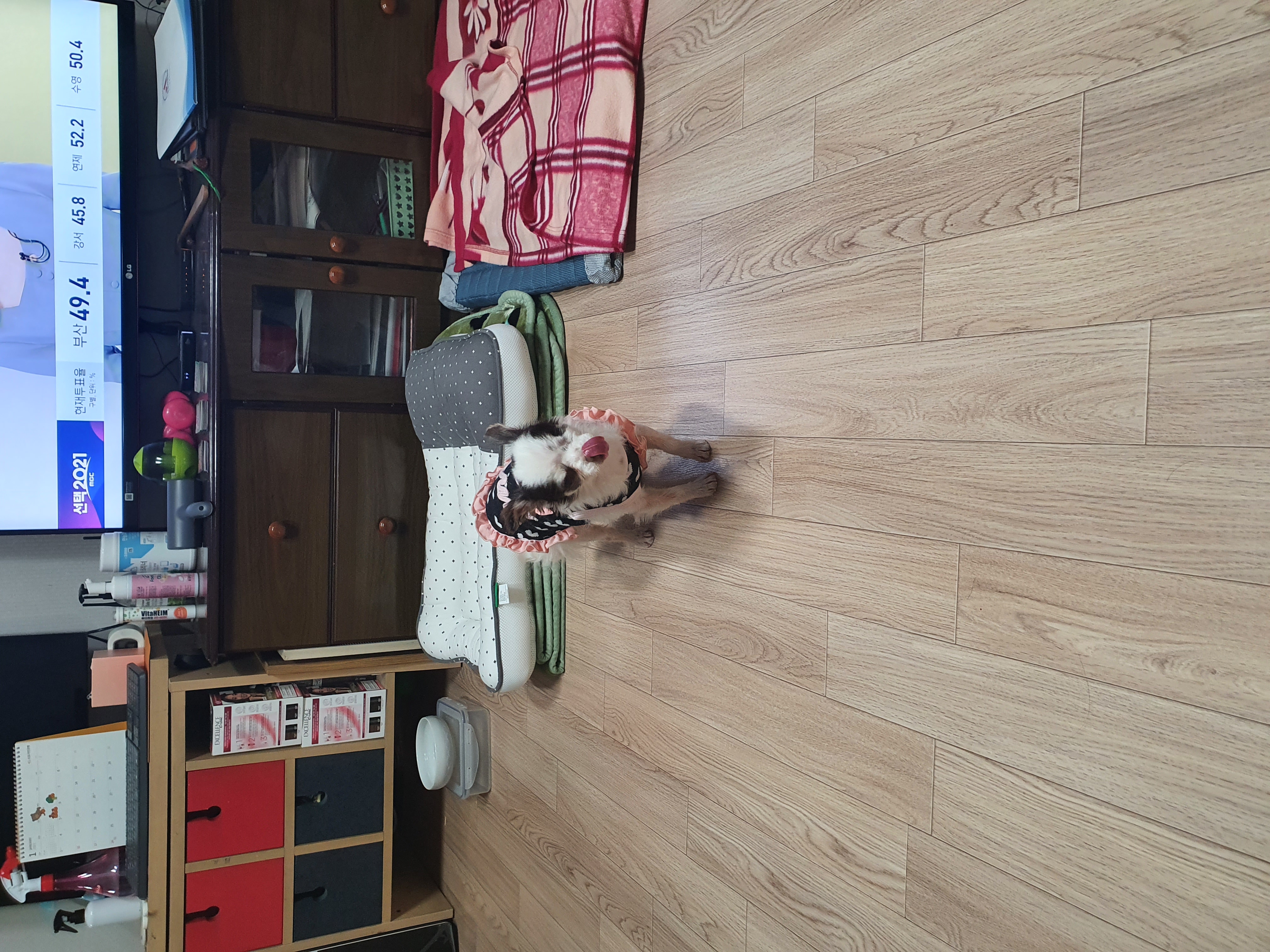 곤지암 산이(히치) 입양후 이야기