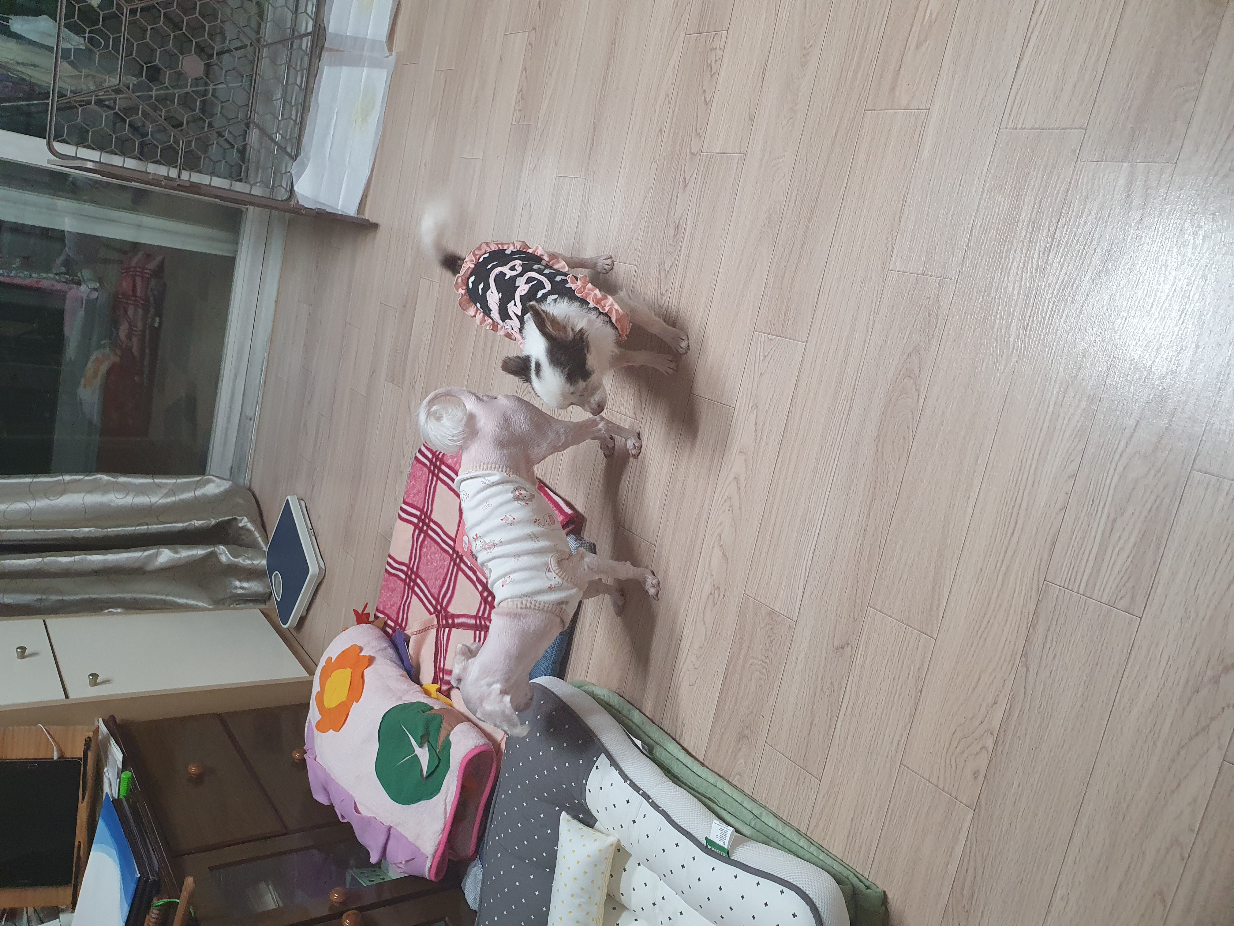 곤지암 산이(히치) 입양후 이야기