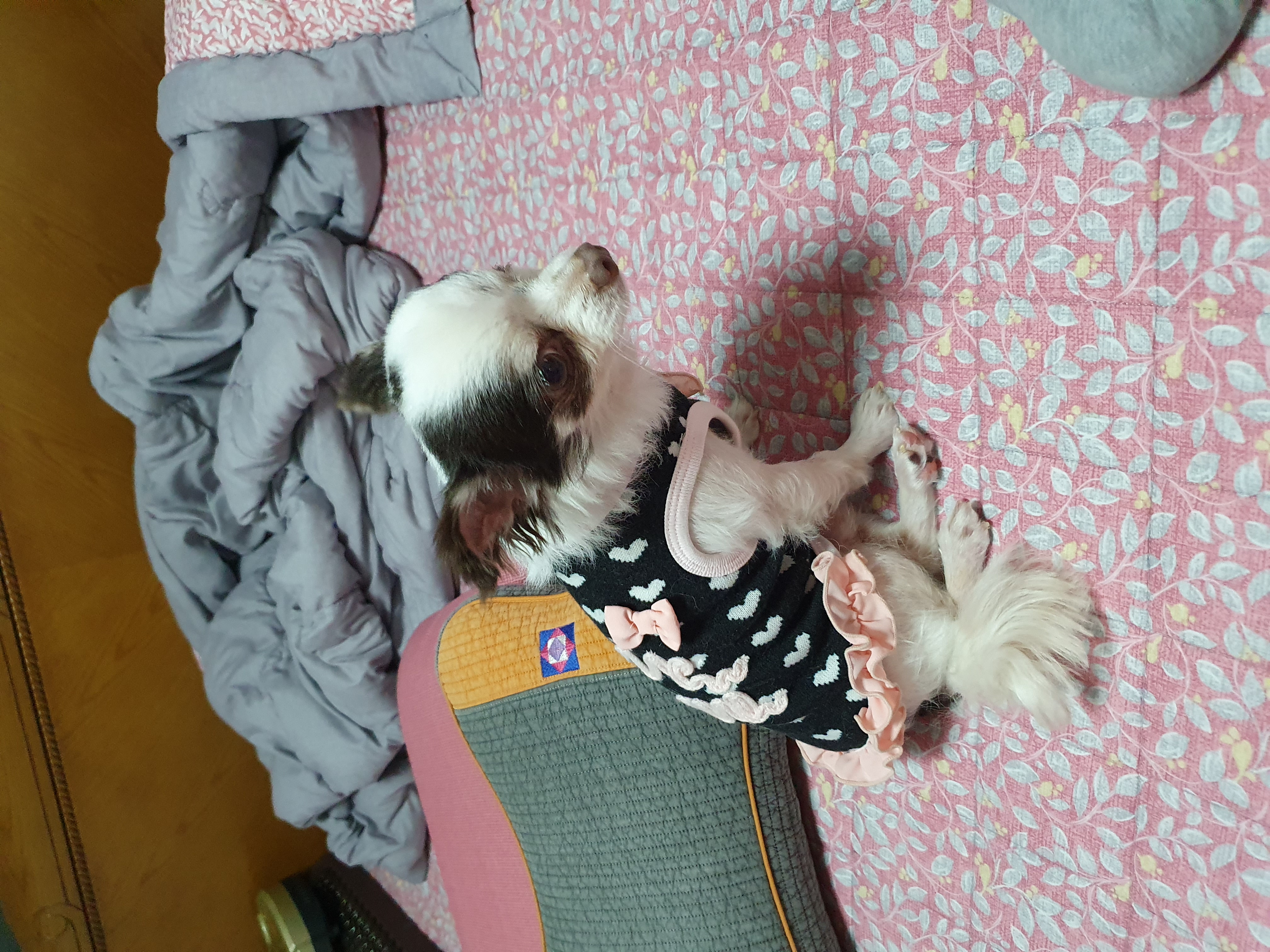 곤지암 산이(히치) 입양후 이야기