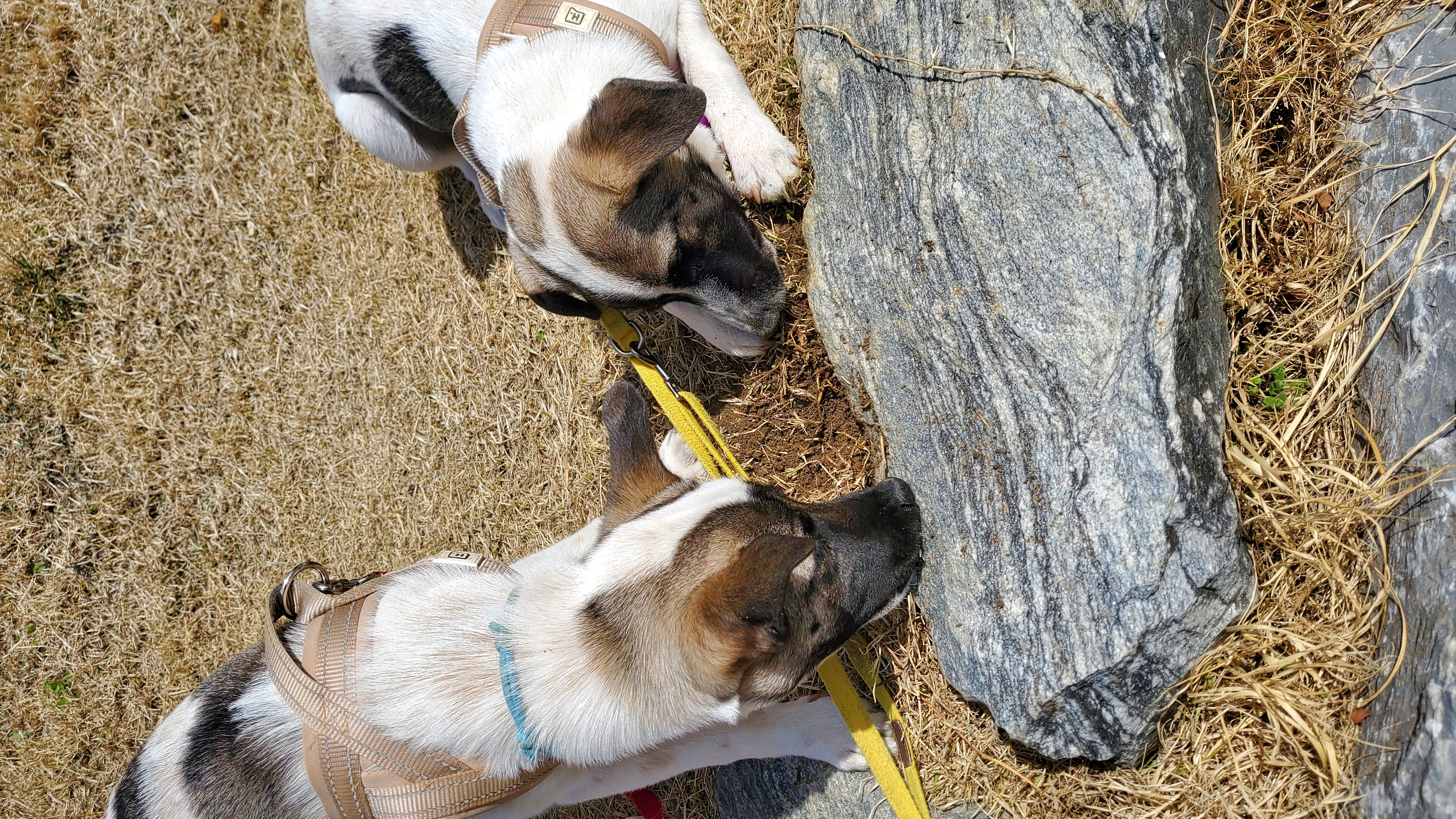 아띠&빵야(파파&레레) 3개월 🤗