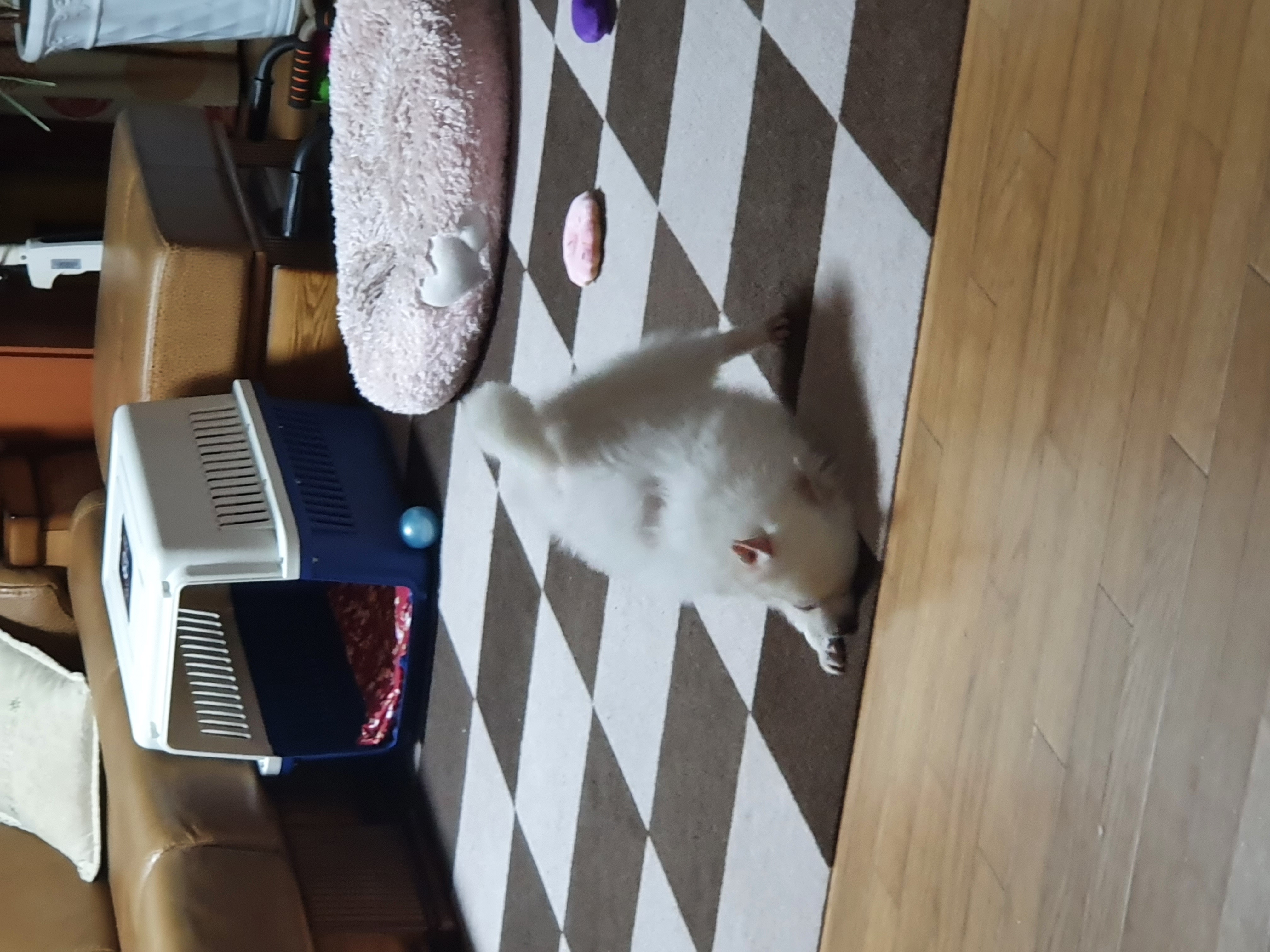 봄이(곤지암 눈송이) 일주일차 입양 후기입니다!!