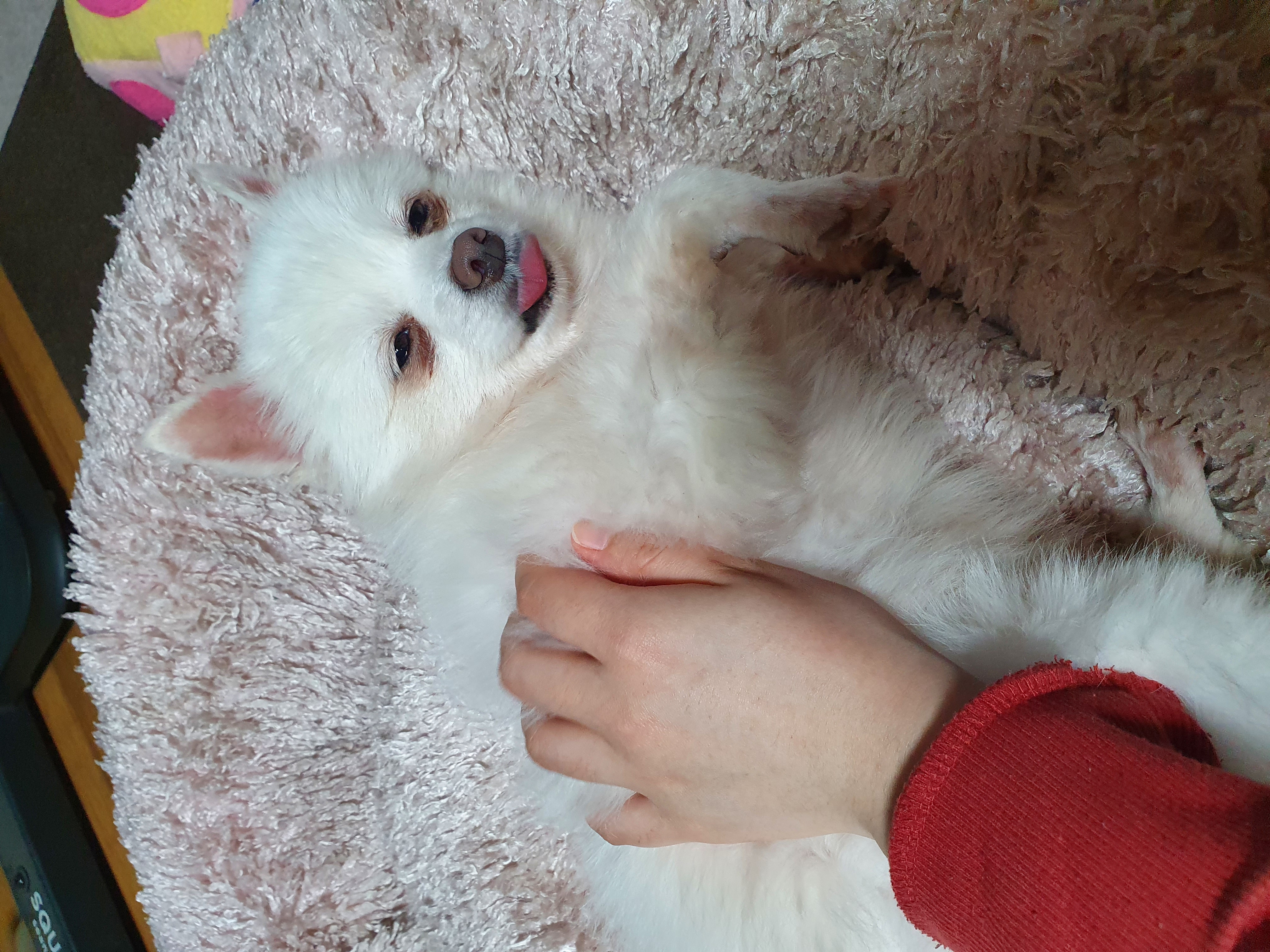 봄이(곤지암 눈송이) 일주일차 입양 후기입니다!!