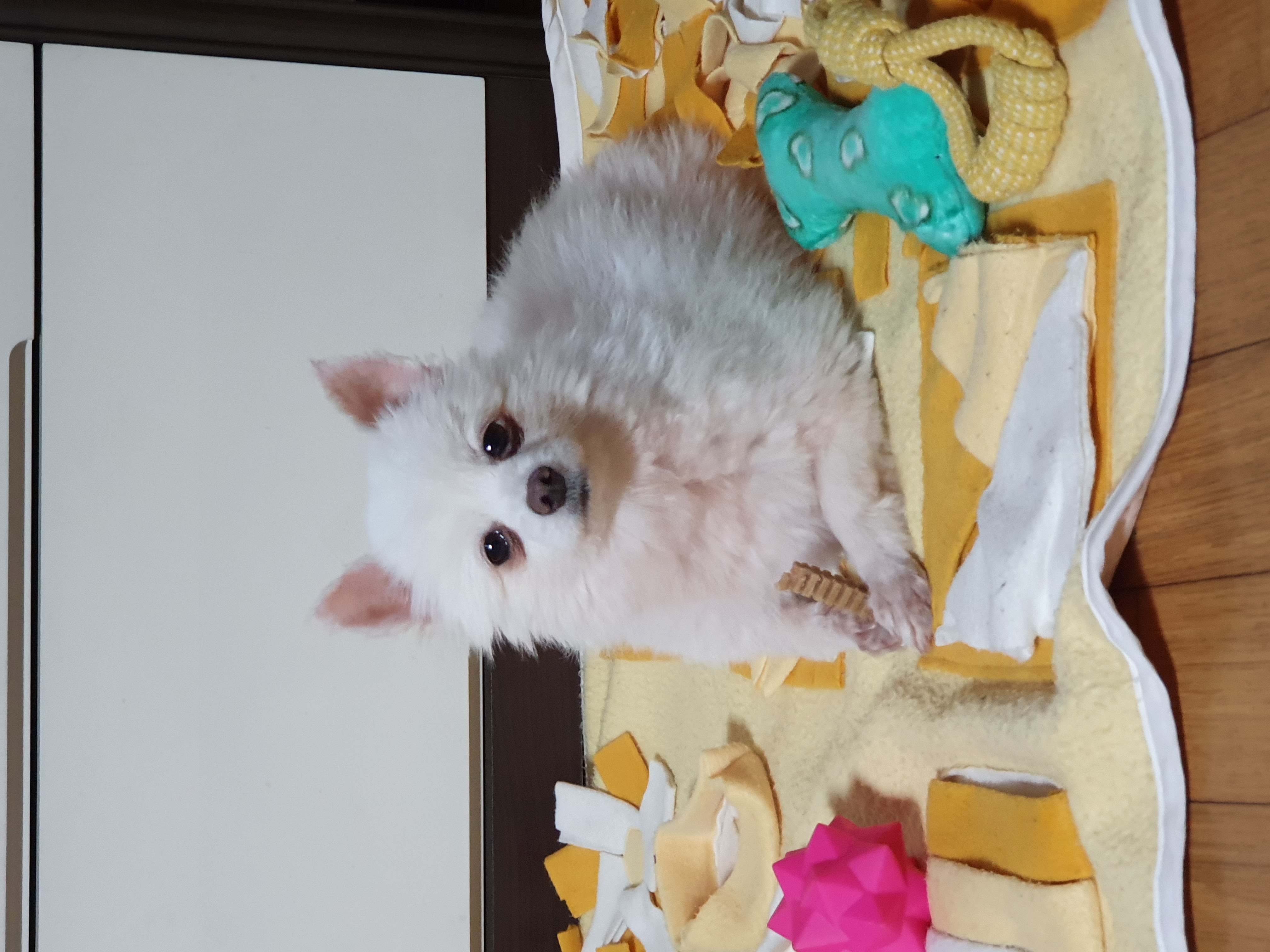 봄이(곤지암 눈송이) 일주일차 입양 후기입니다!!