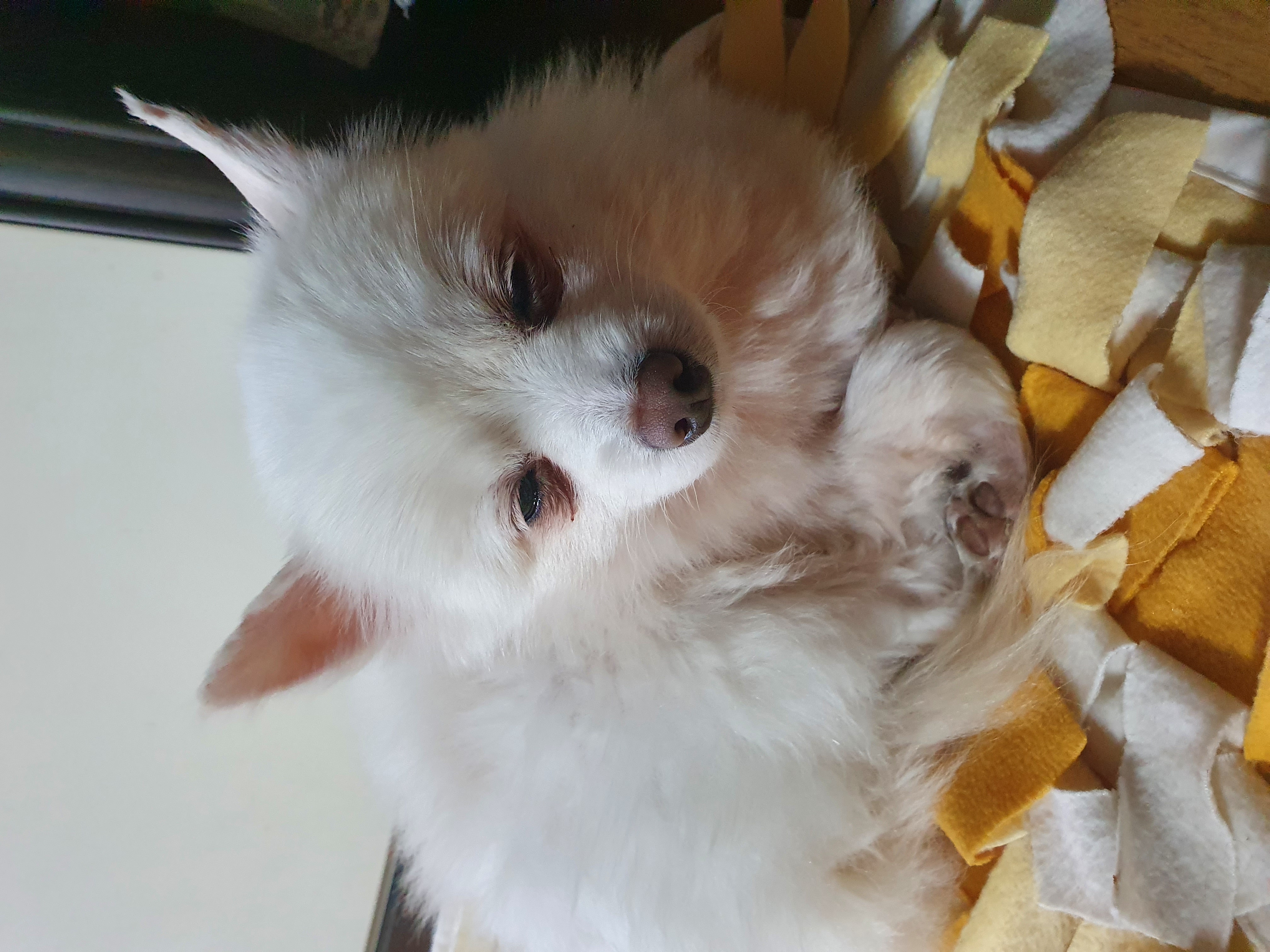 봄이(곤지암 눈송이) 일주일차 입양 후기입니다!!