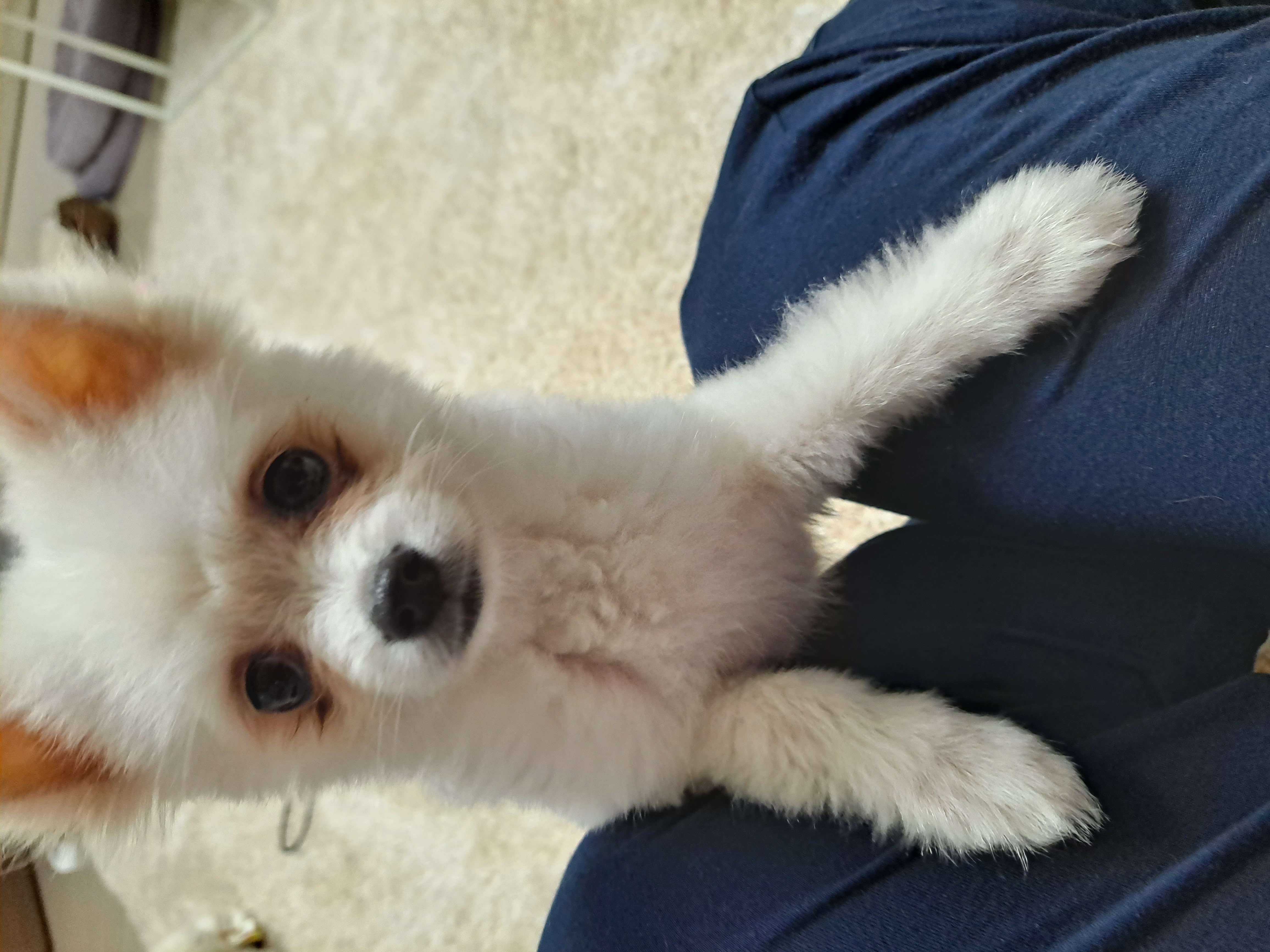 미미(송이)일주일 후기입니다