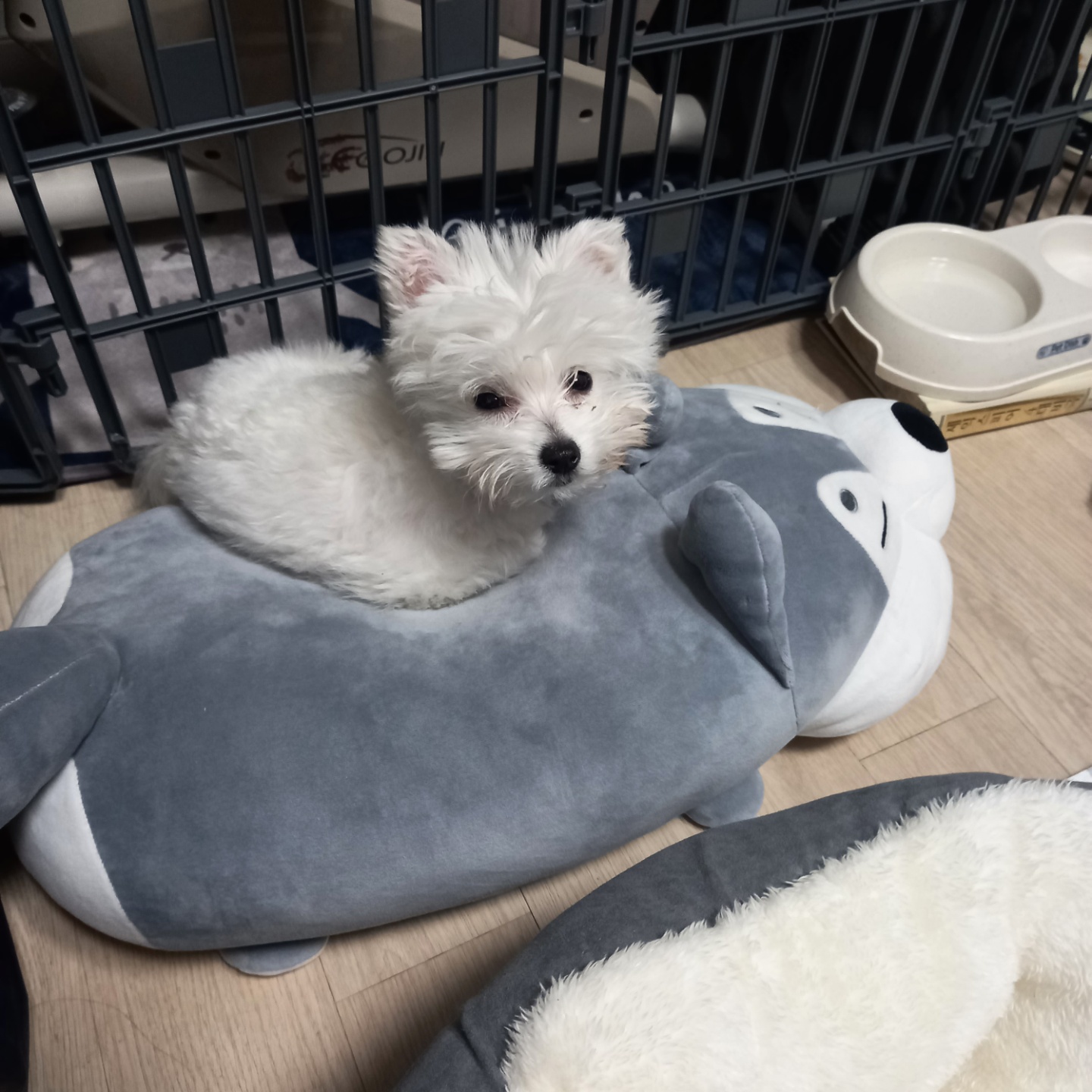 곤지암 그오(봄이) 2차(한달) 후기입니다~!