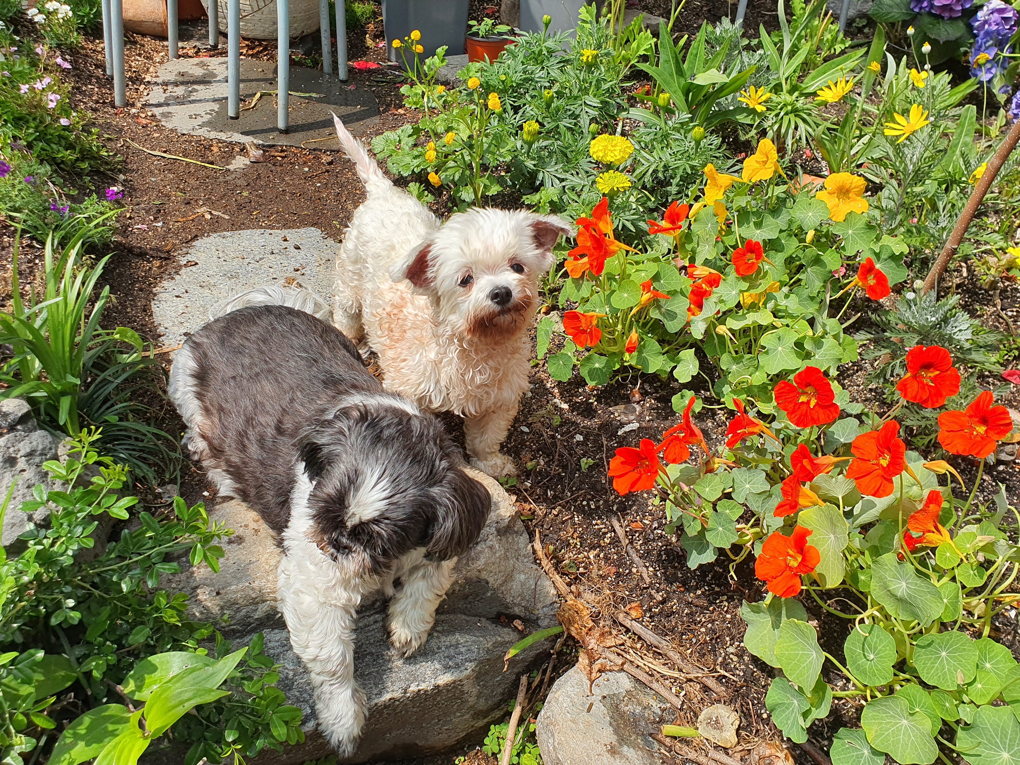 꽃님이 모모 꽃구경중~