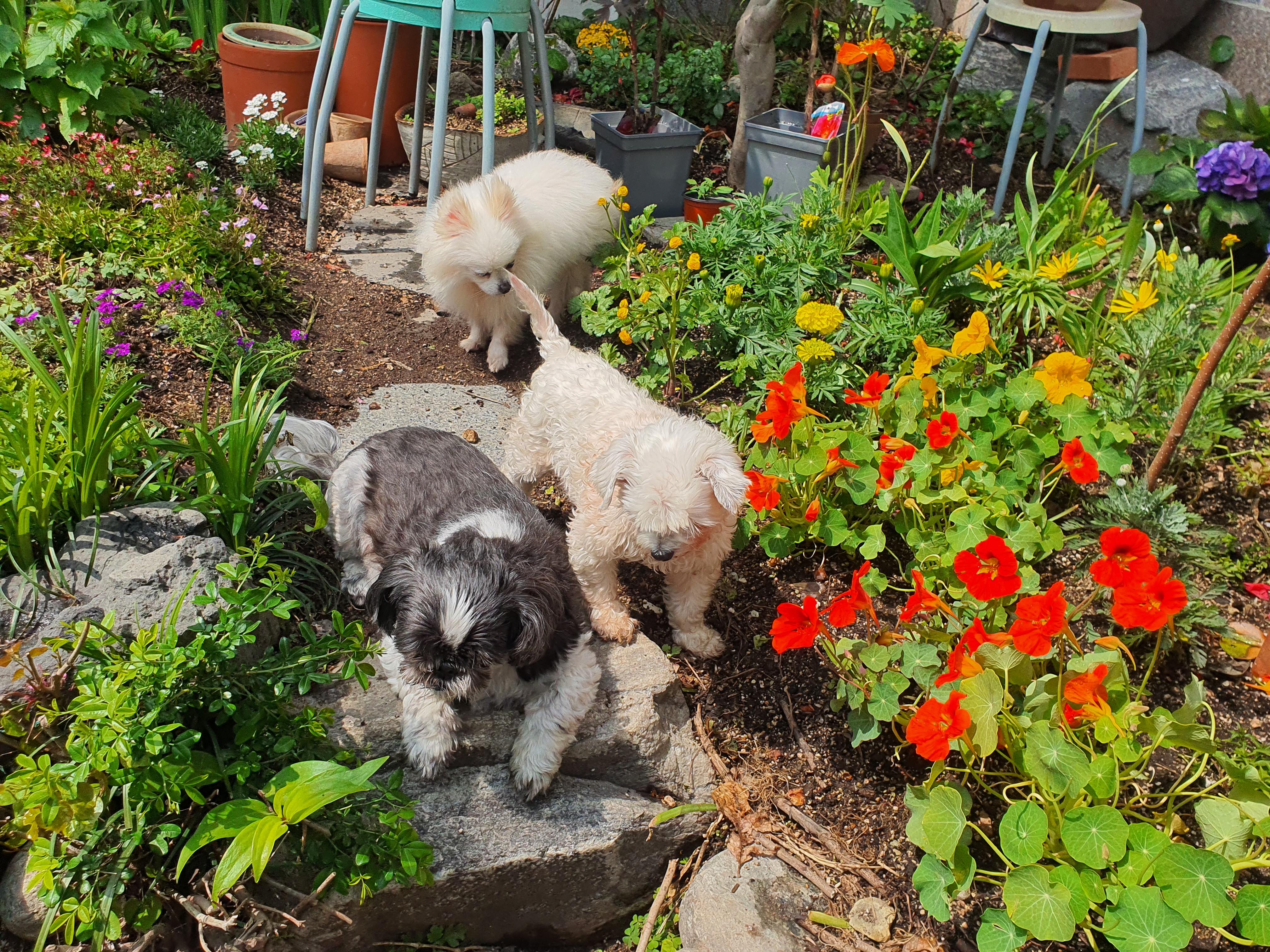 꽃님이 모모 꽃구경중~