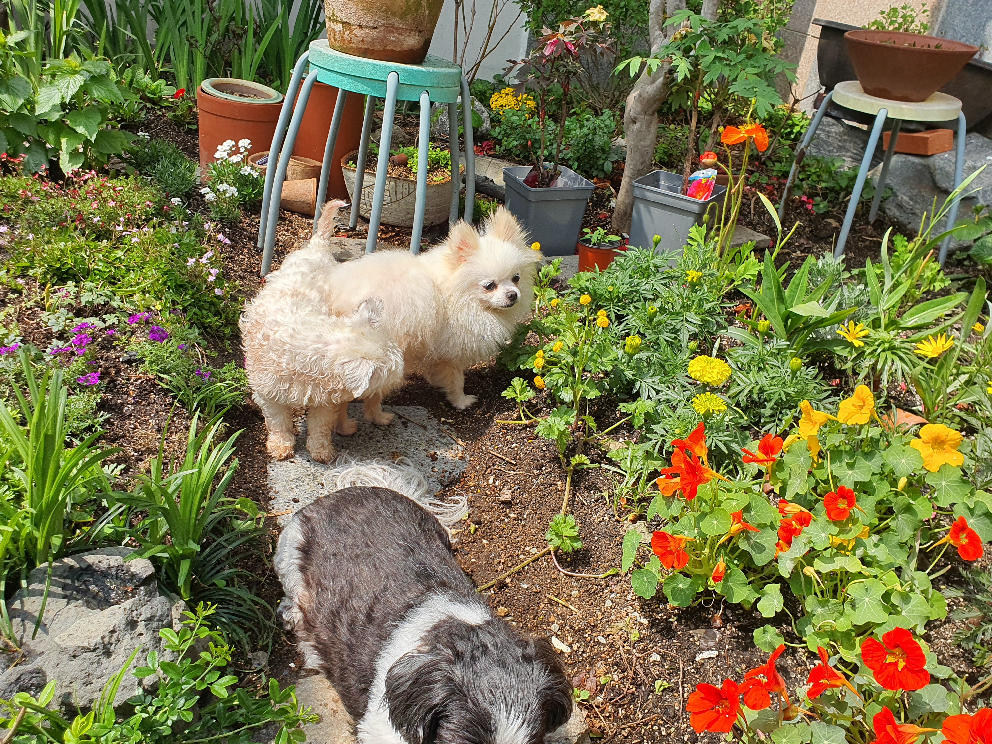 꽃님이 모모 꽃구경중~