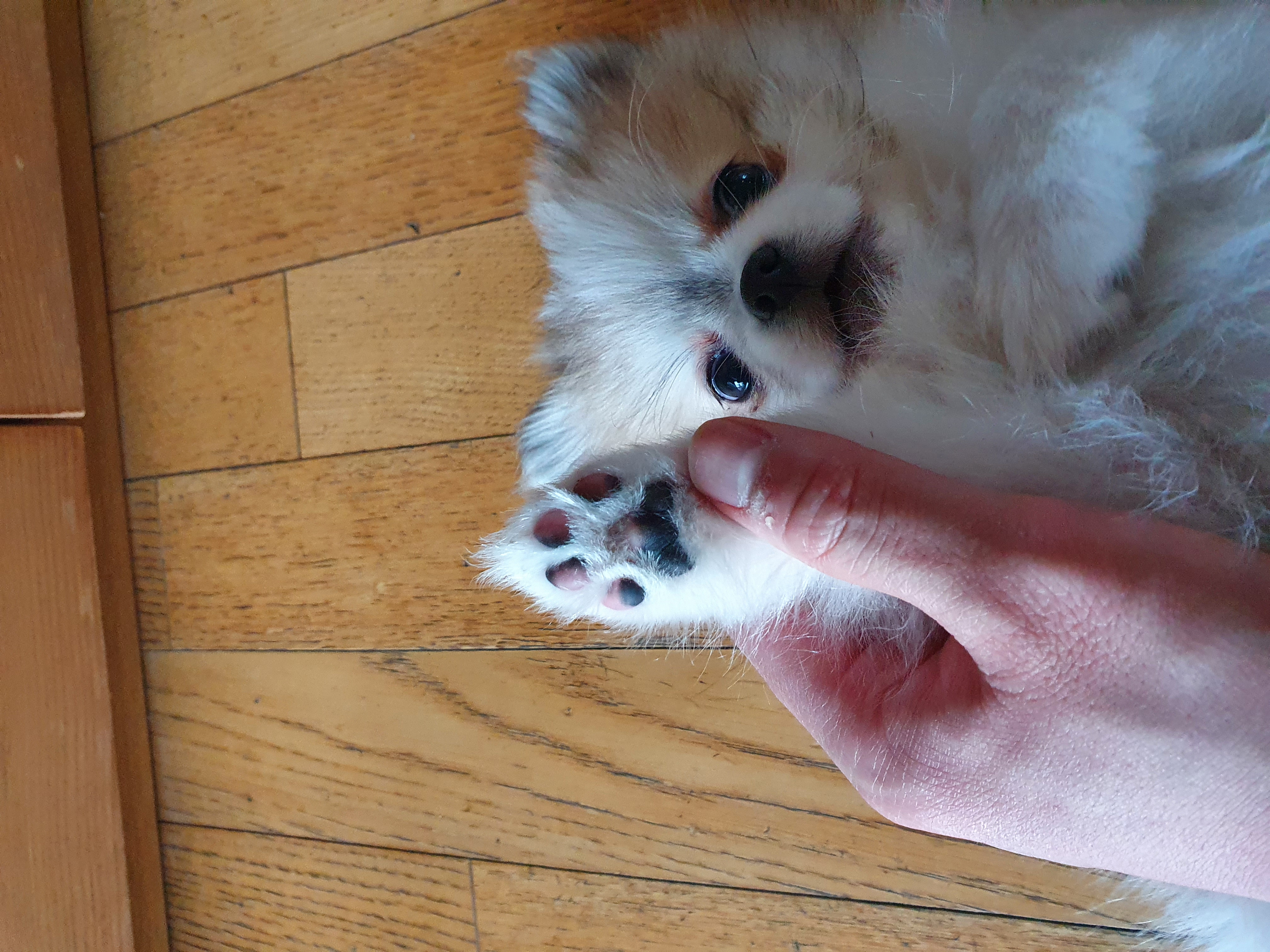 제리입양후기!_!