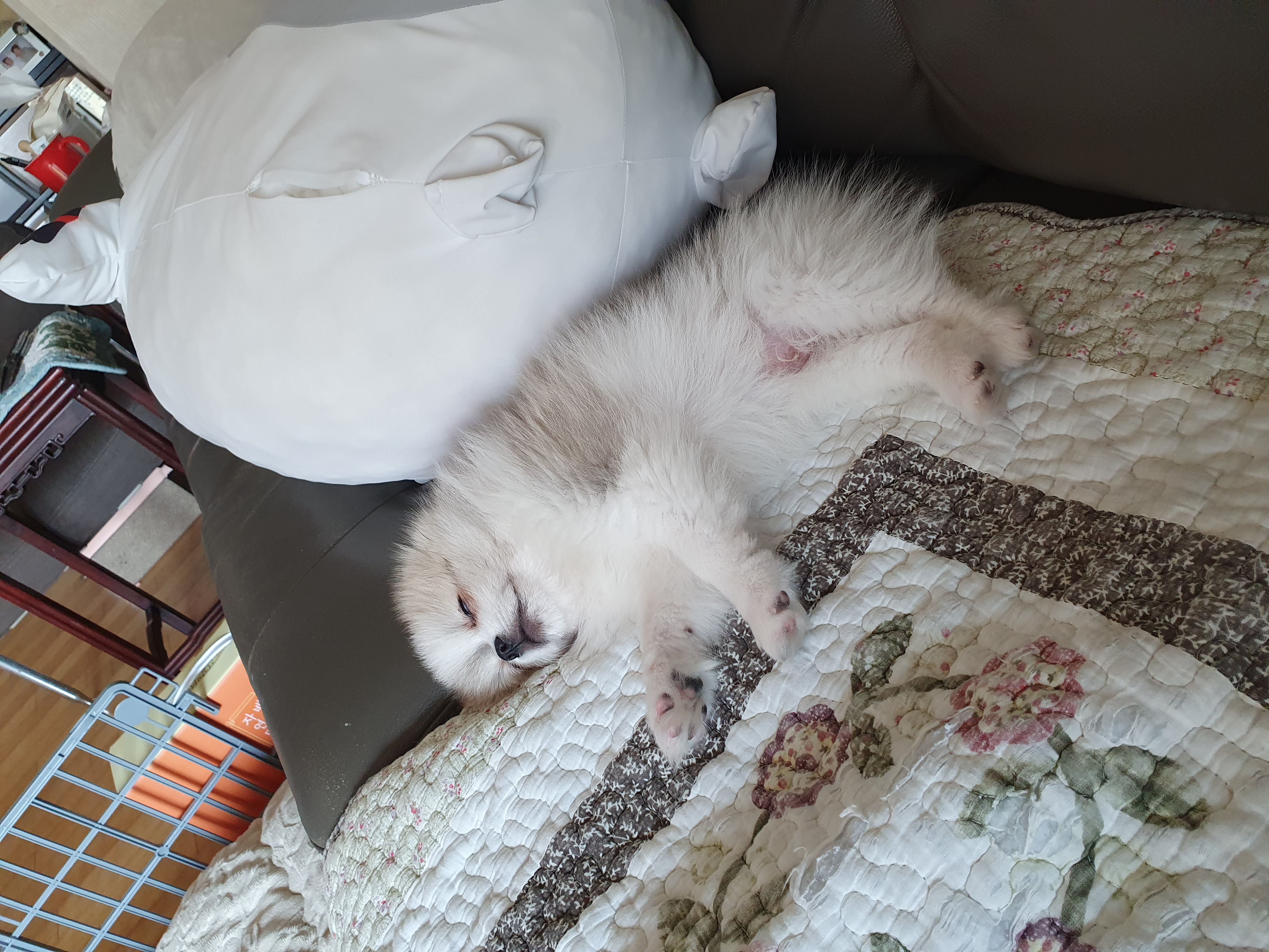 제리입양후기!_!