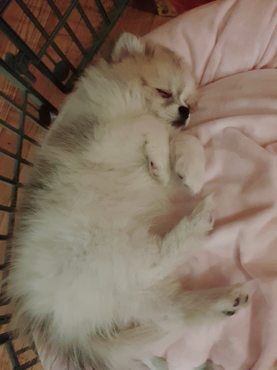 제리입양후기!_!