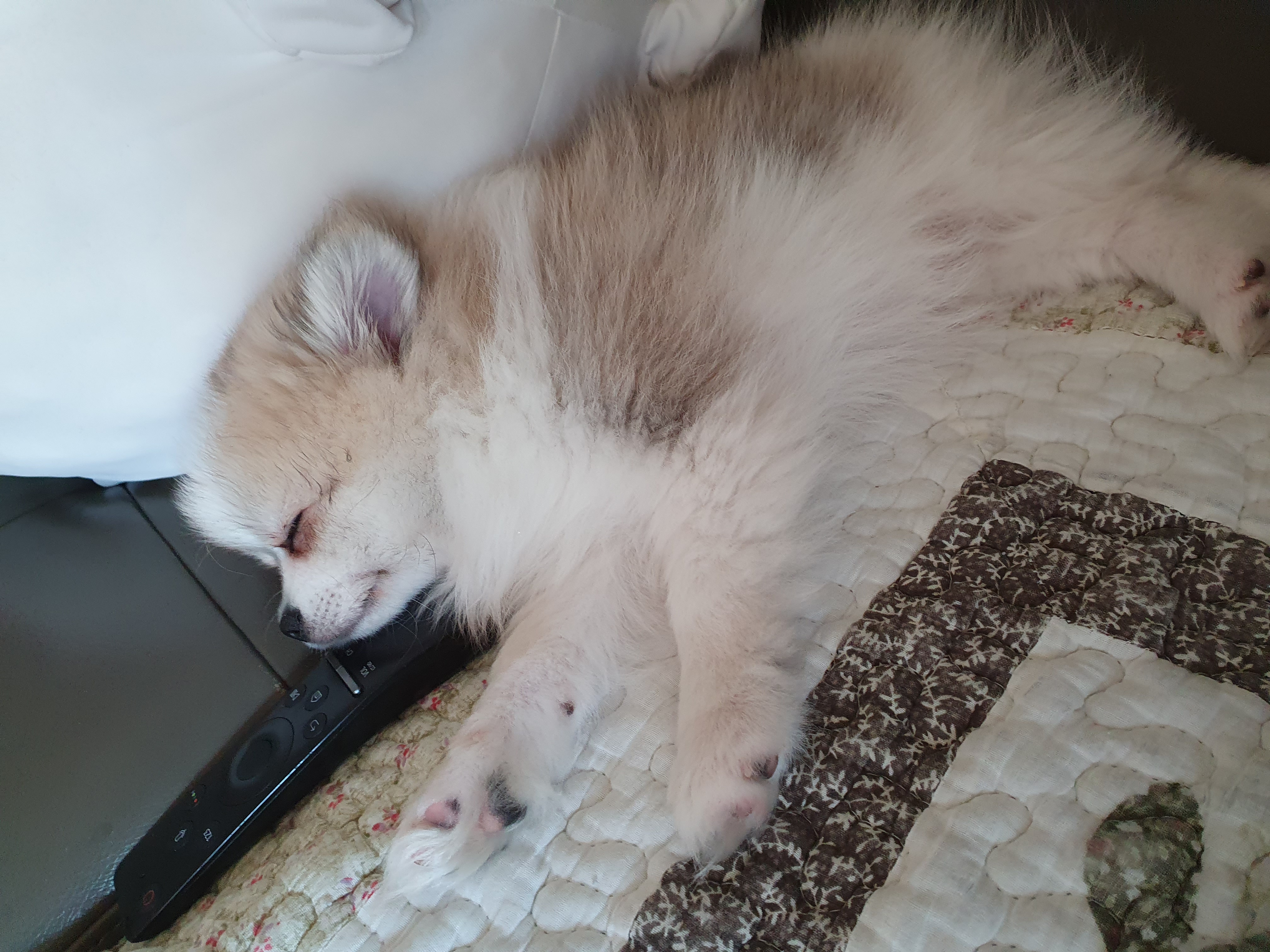 제리입양후기!_!