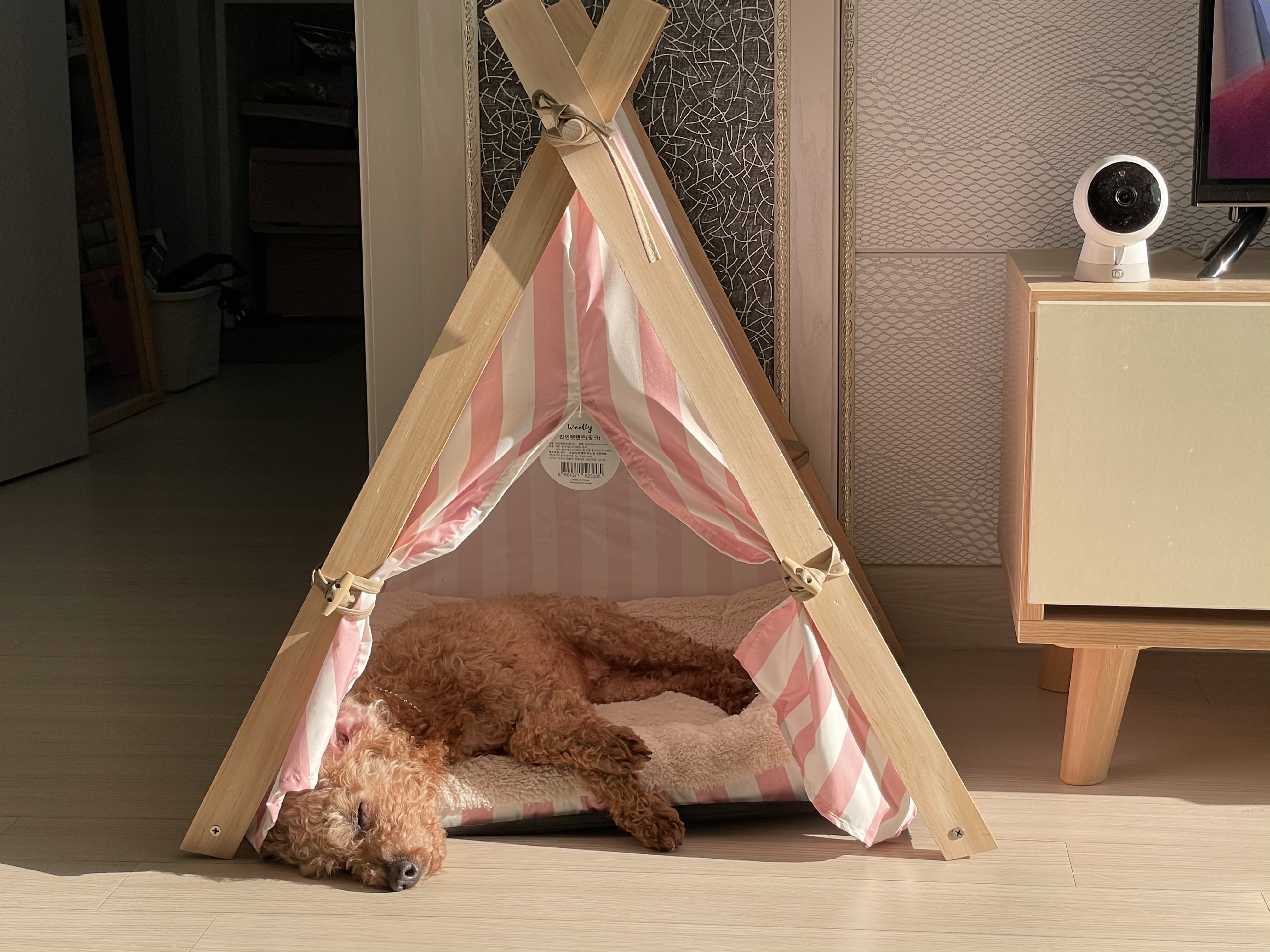 곤지암83 치치 입양 한달 후기