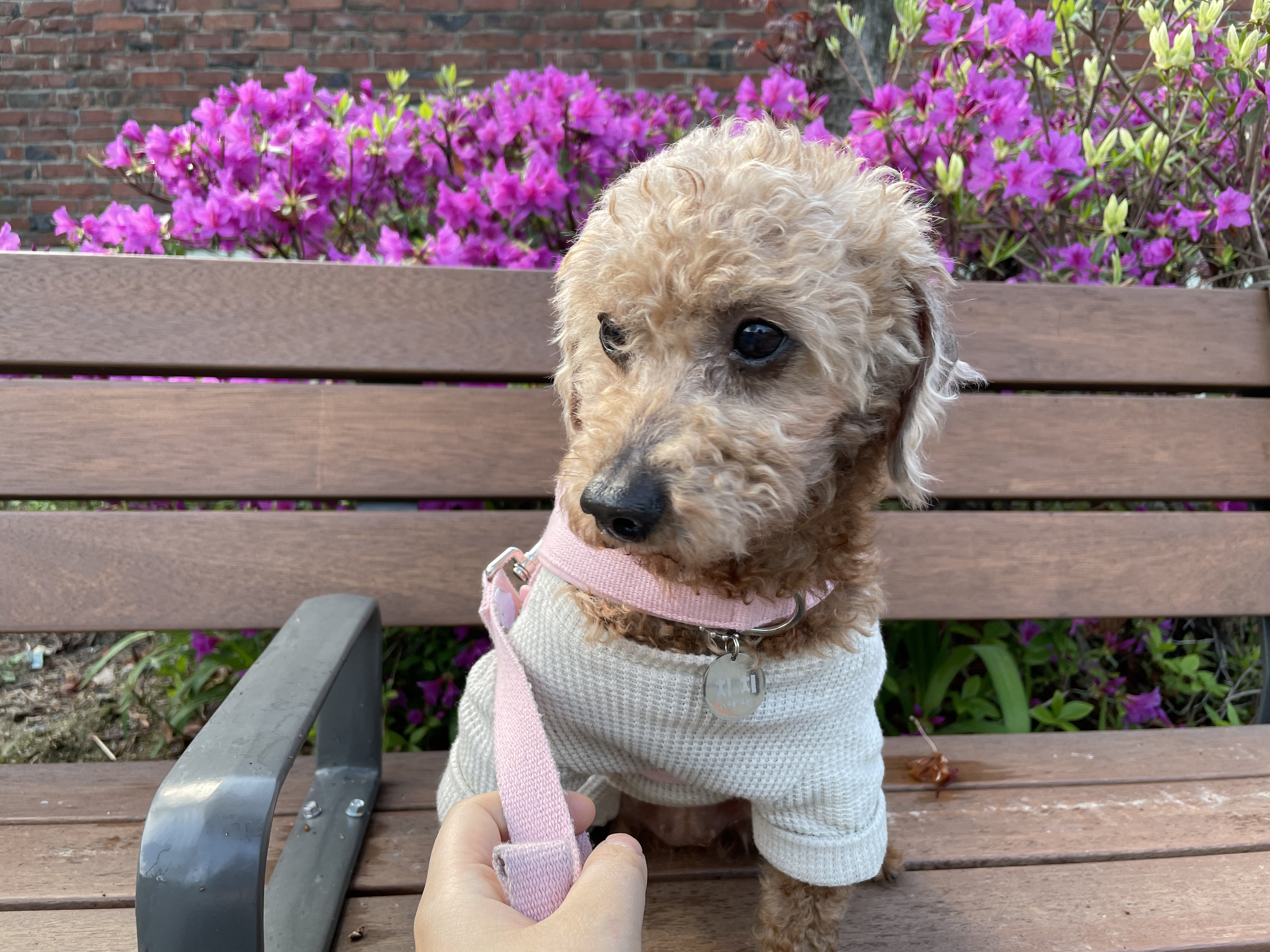 곤지암83 치치 입양 한달 후기