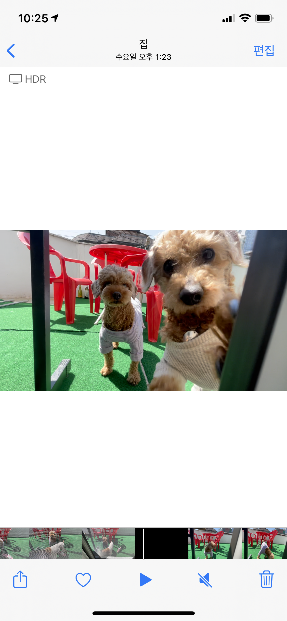 곤지암83 치치 입양 한달 후기