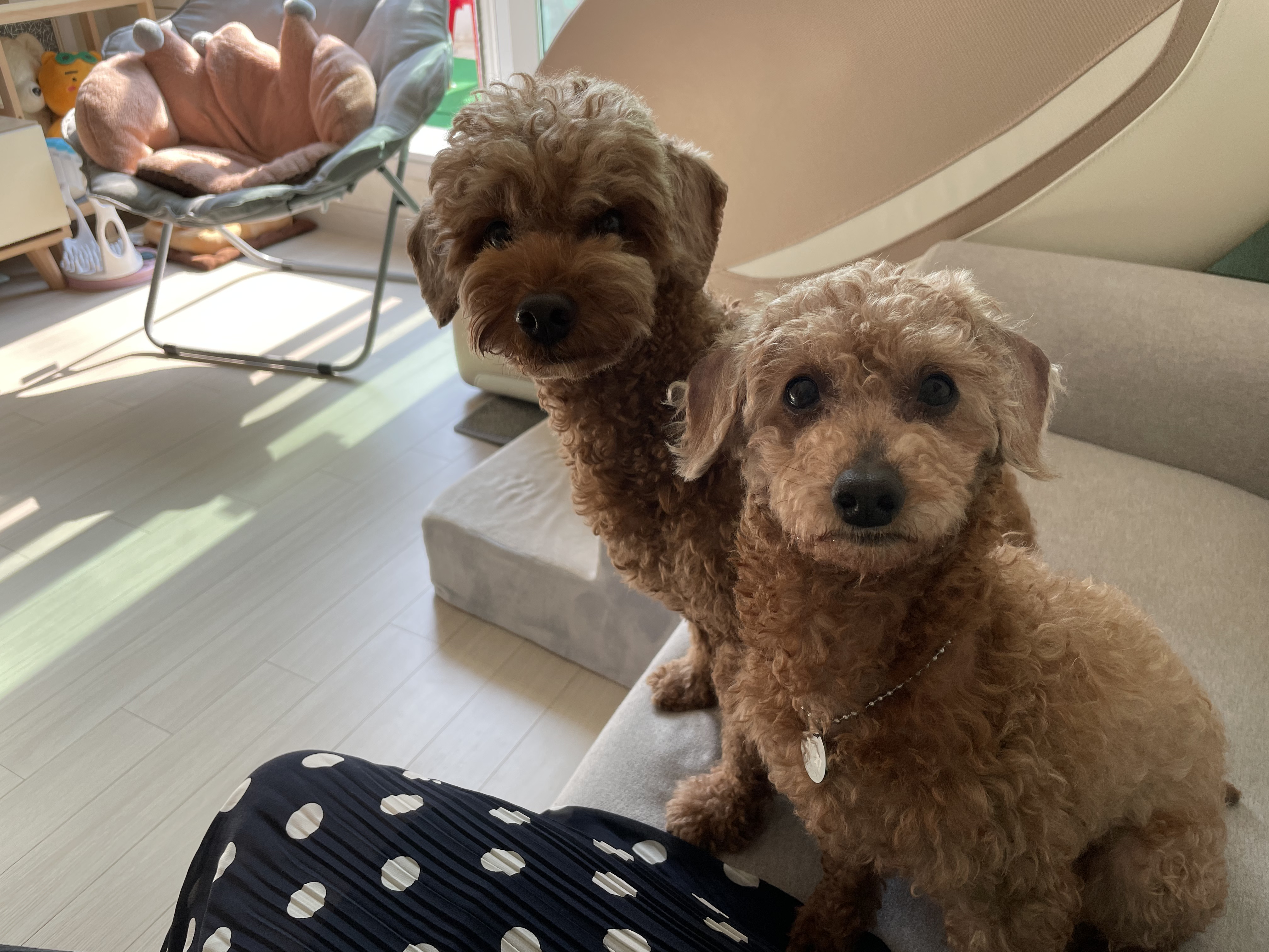 곤지암83 치치 입양 한달 후기