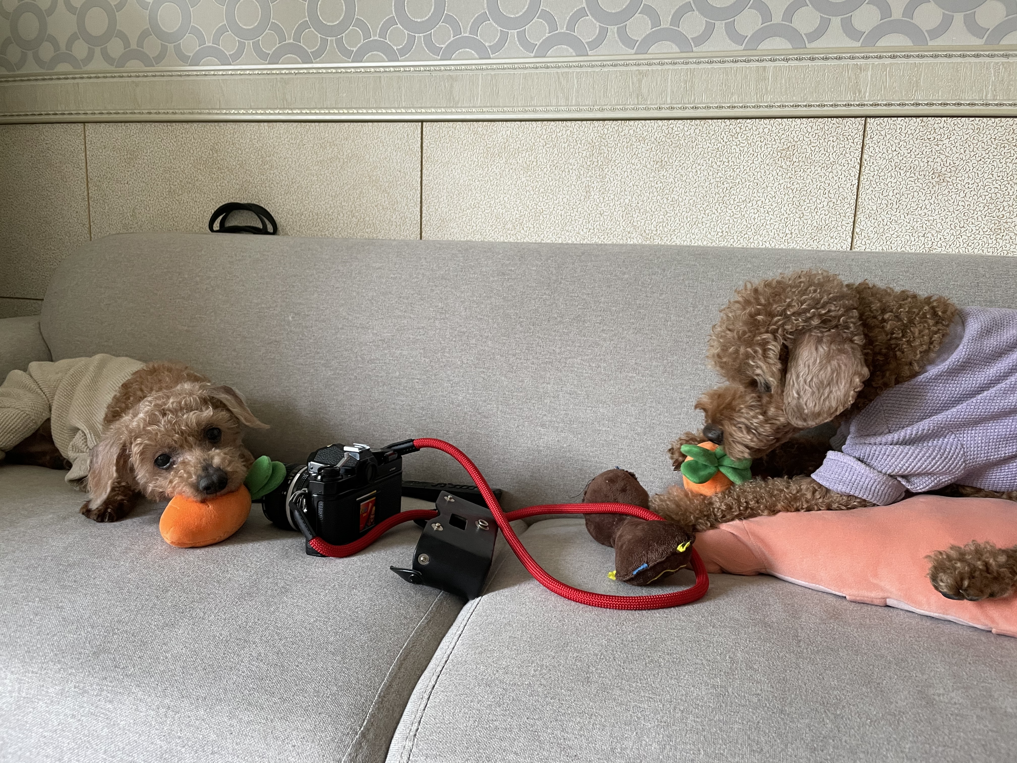 곤지암83 치치 입양 한달 후기