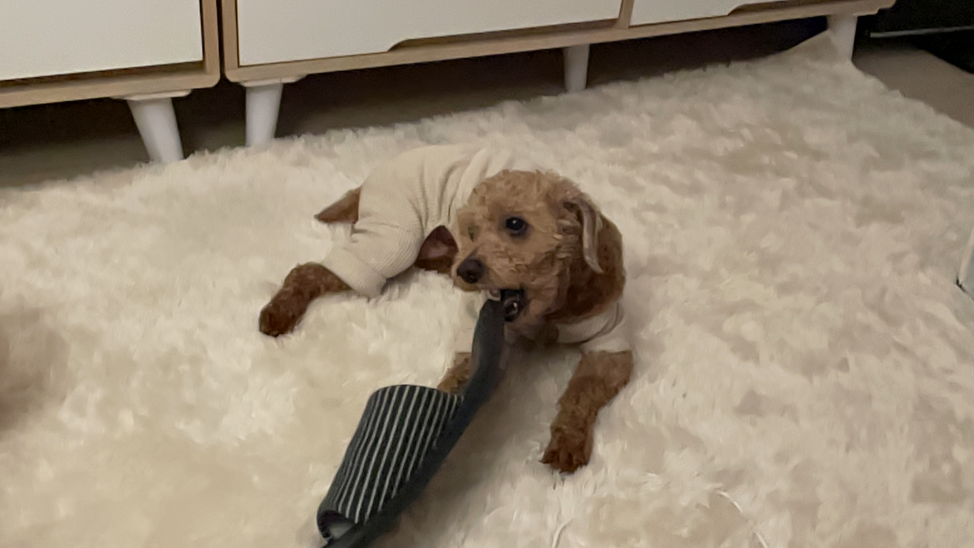 곤지암83 치치 입양 한달 후기