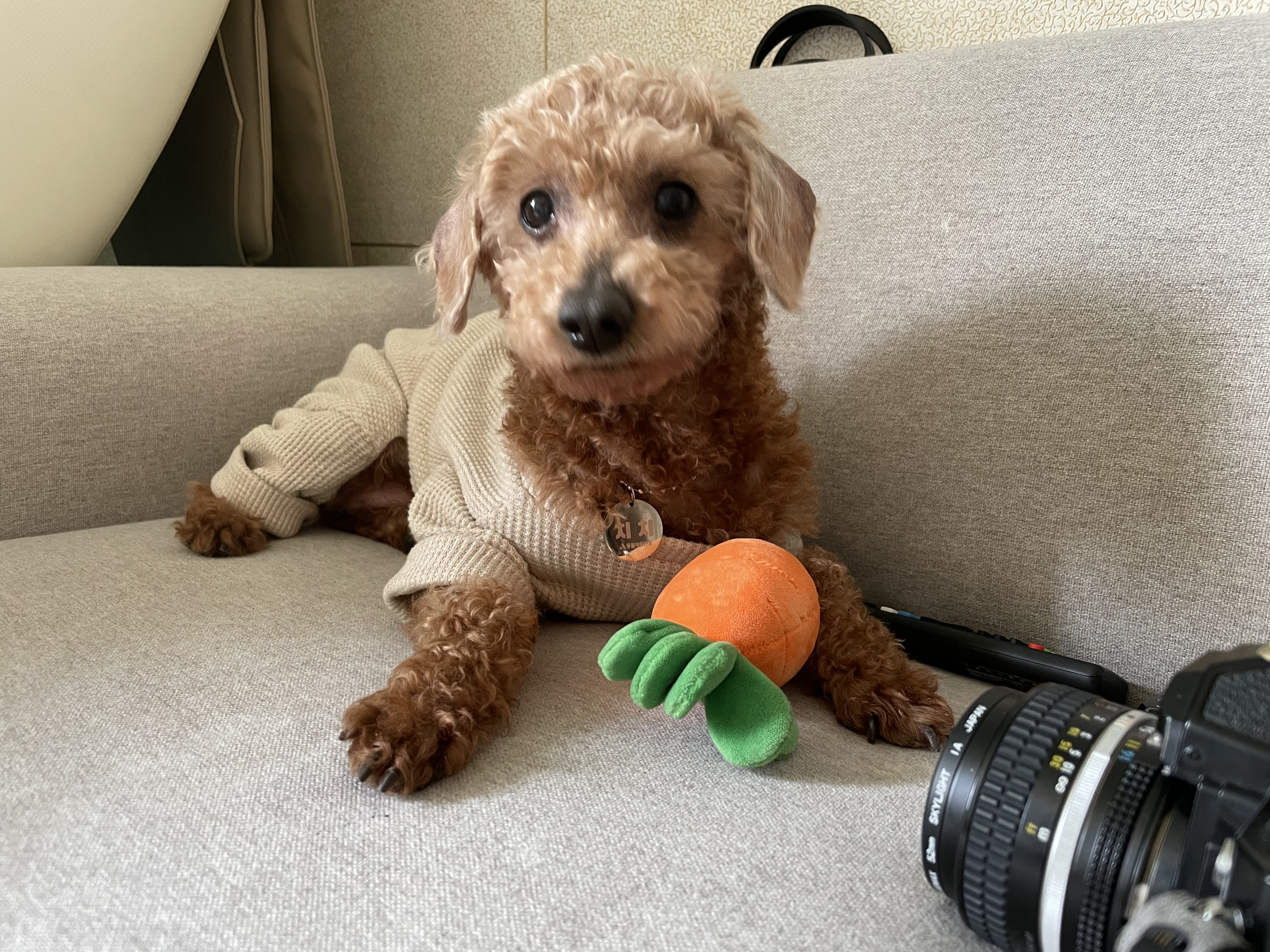 곤지암83 치치 입양 한달 후기