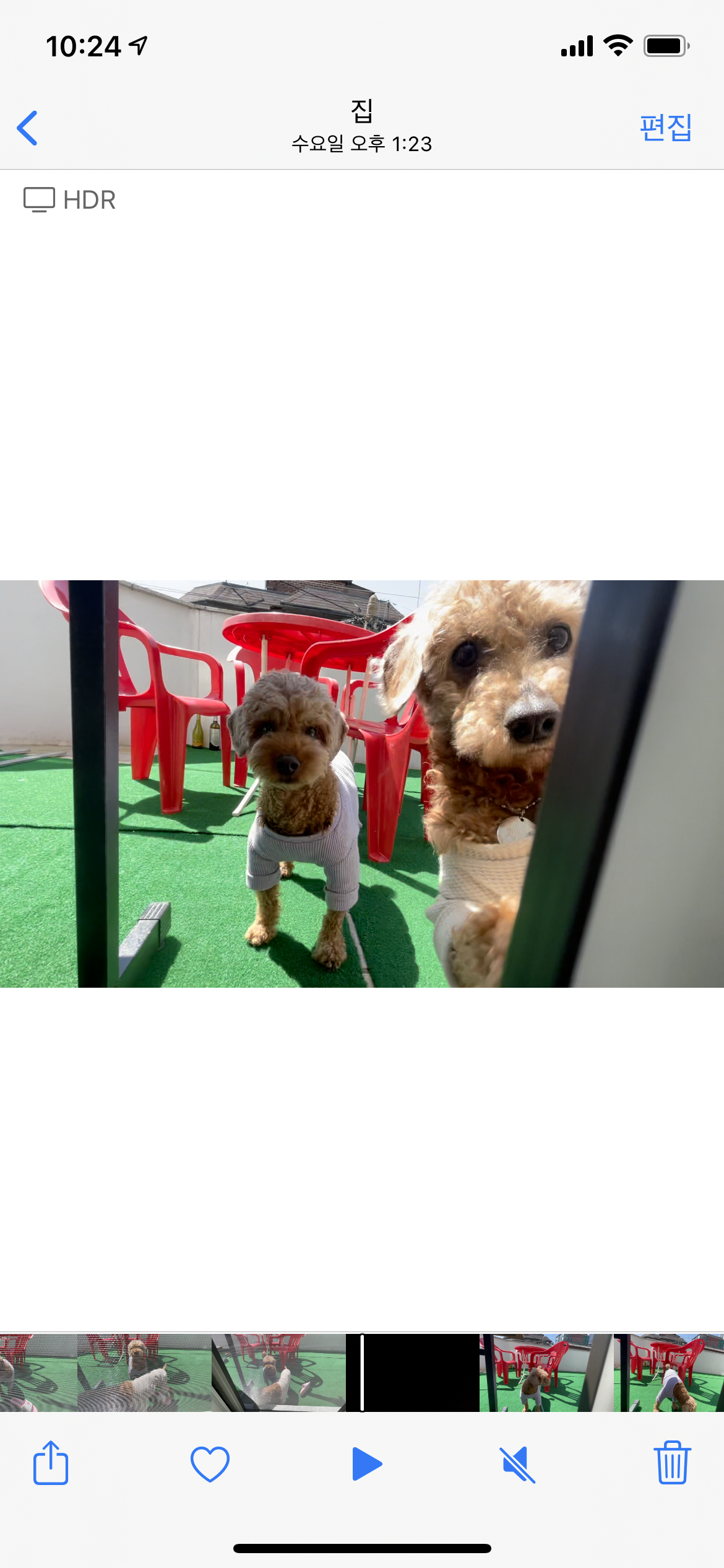 곤지암83 치치 입양 한달 후기