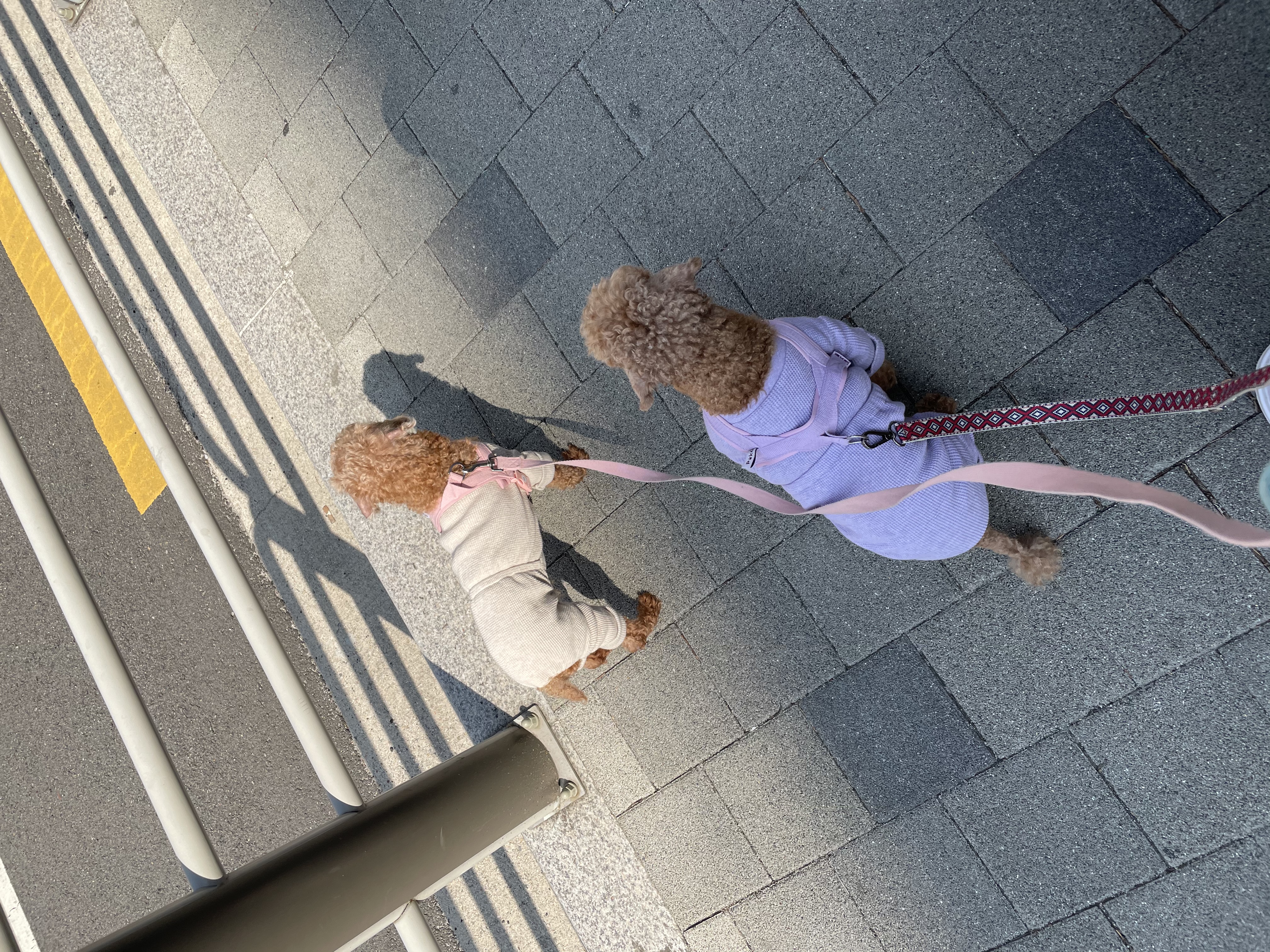 곤지암83 치치 입양 한달 후기