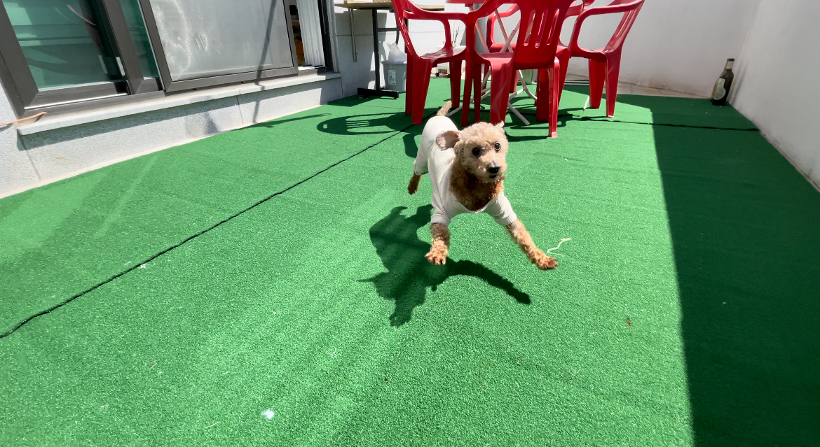 곤지암83 치치 입양 한달 후기